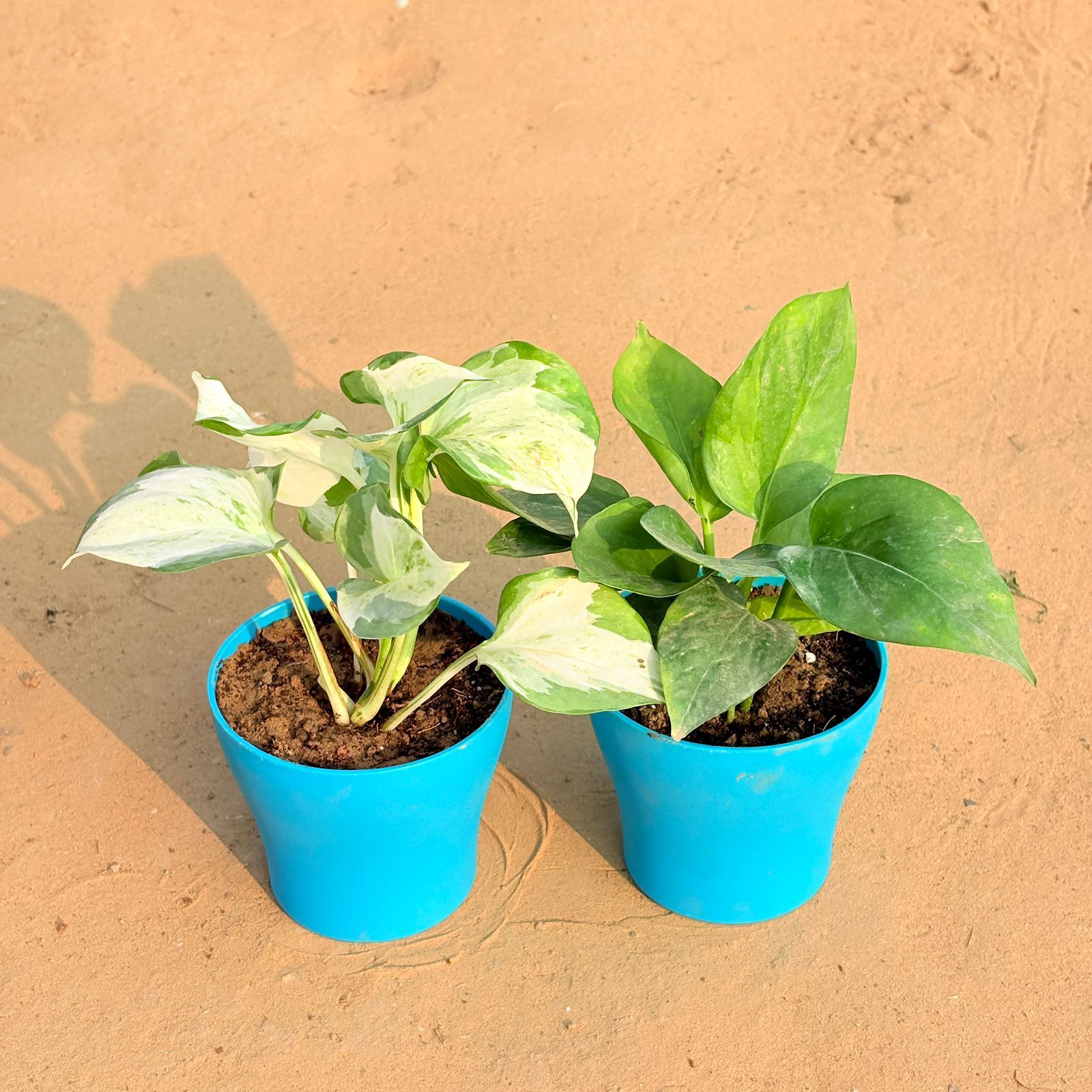 Set of 2 - Marble Money Plant & Money Plant Green in 4 Inch English Blue Premium Daisy Plastic Planter