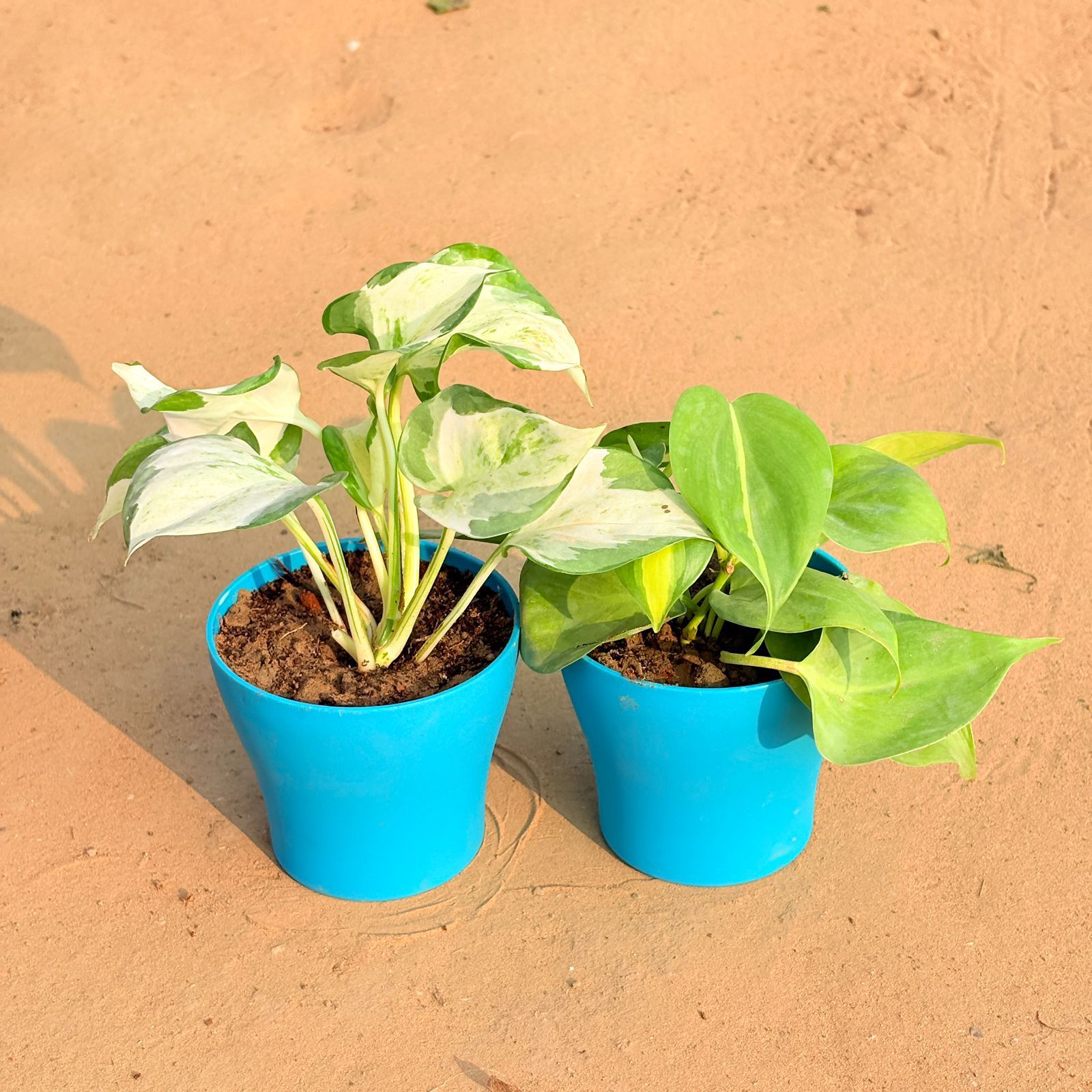 Set of 2 - Marble Money Plant & Oxycardium Brazil /Vareigated in 4 Inch English Blue Premium Daisy Plastic Planter