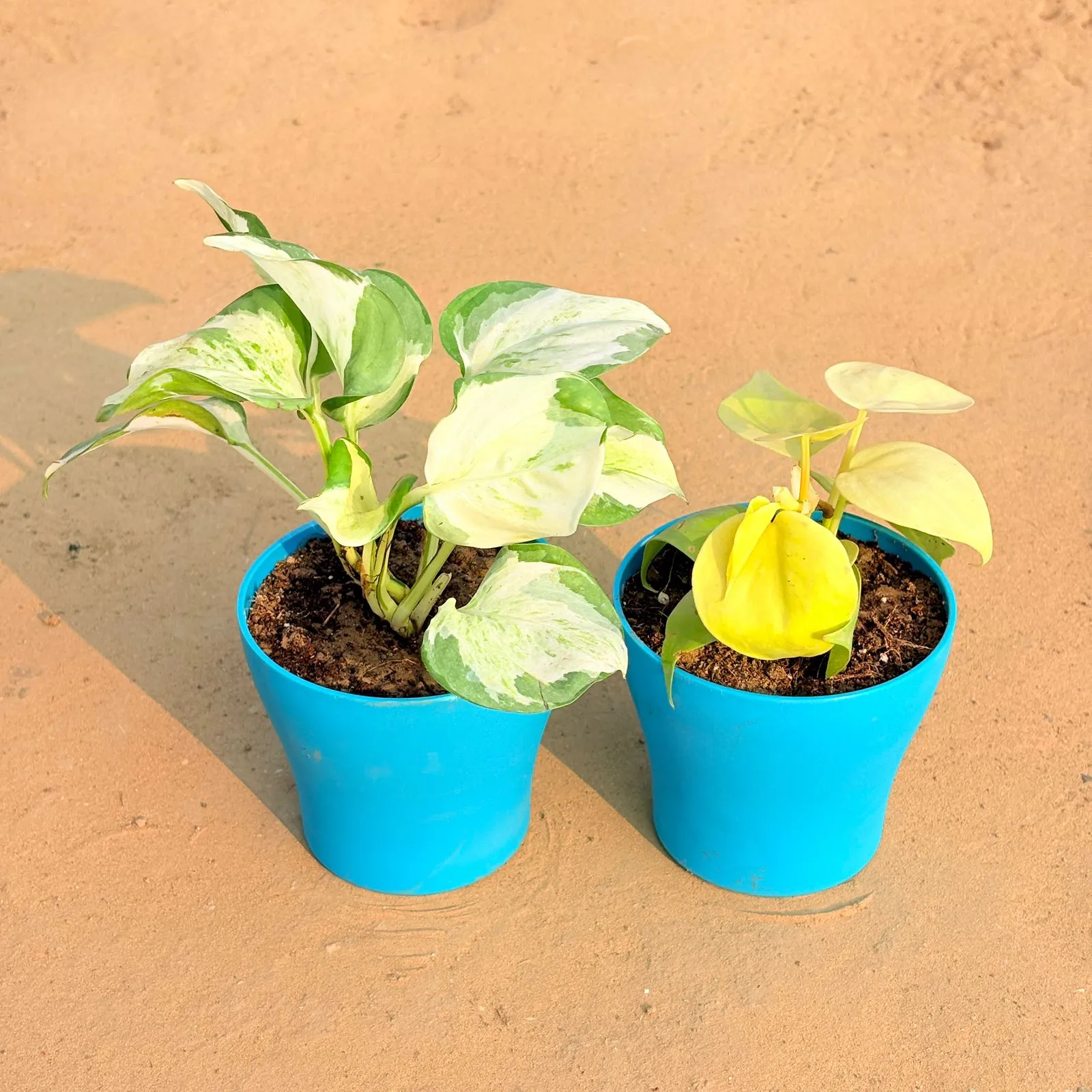 Set of 2 - Marble Money Plant & Oxycardium Golden in 4 Inch English Blue Premium Daisy Plastic Planter