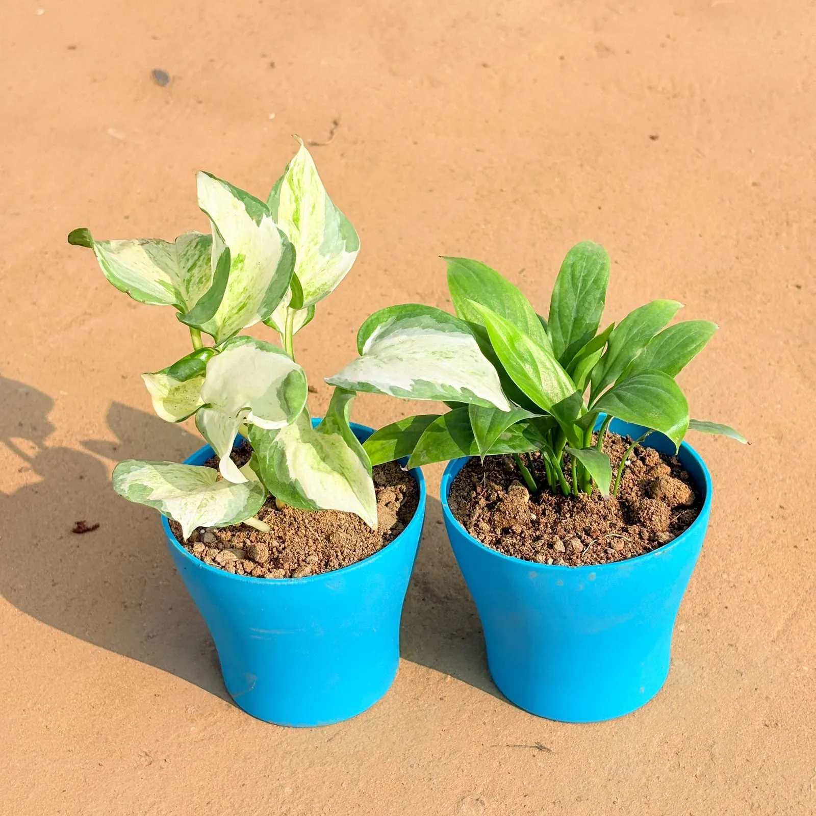 Set of 2 - Marble Money Plant & Peace Lily in 4 Inch English Blue Premium Daisy Plastic Planter