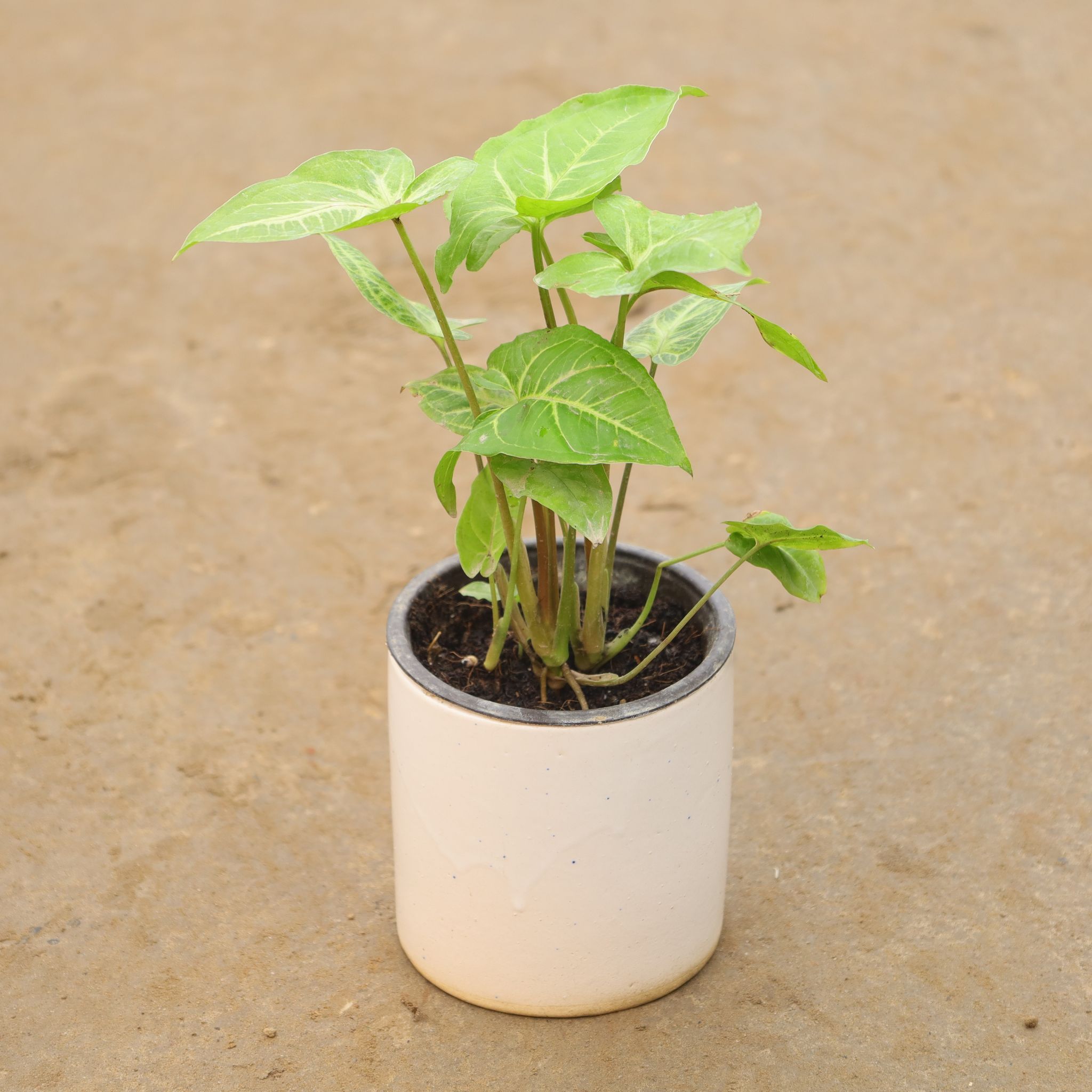 Syngonium In 4 Inch White Cylindrical Ceramic Pot