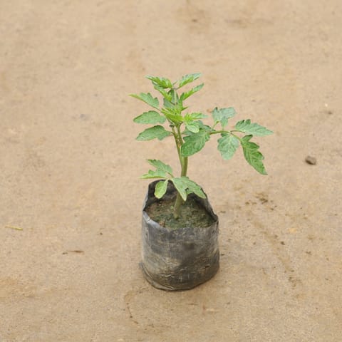 Tomato In 4 Inch Nursery Bag