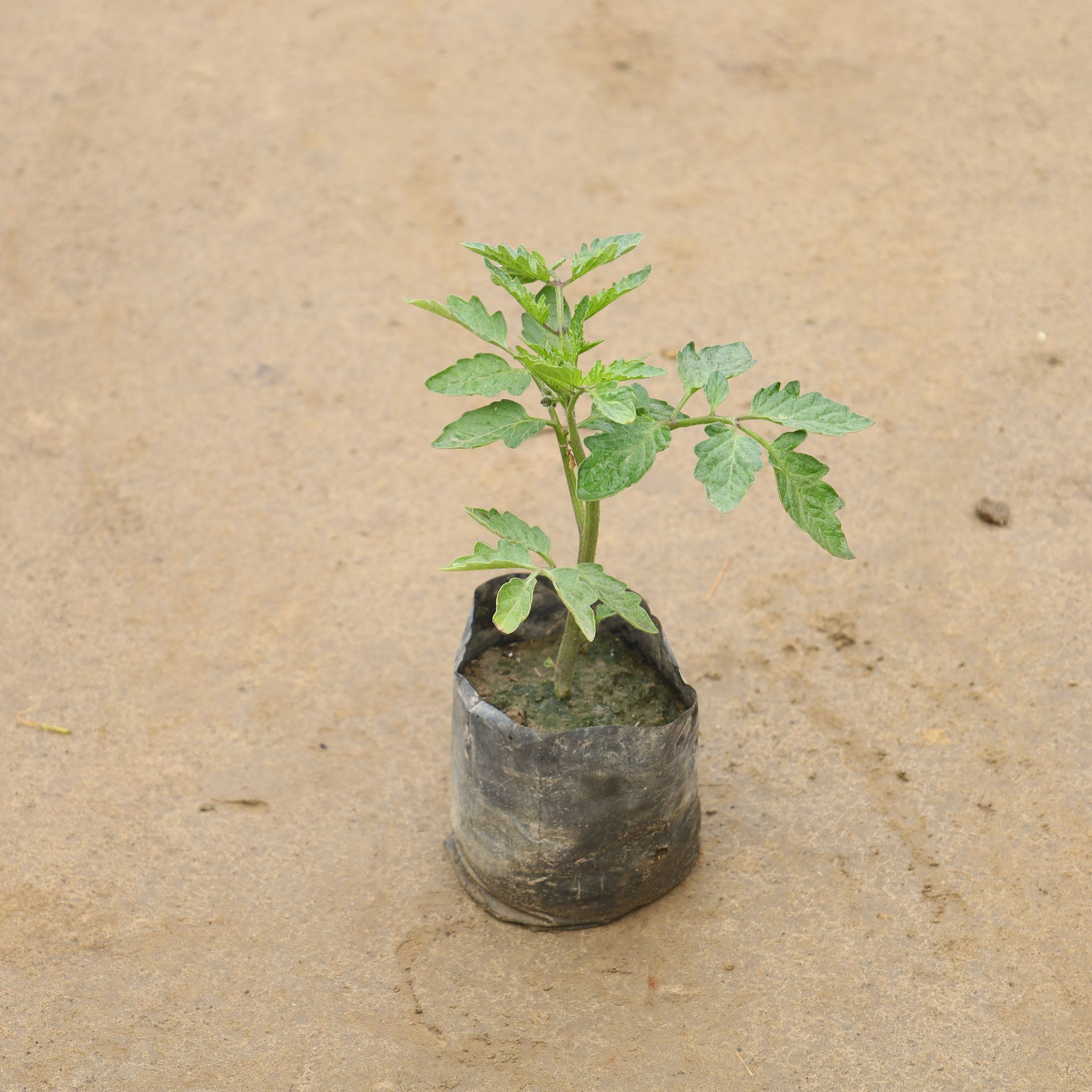Tomato In 4 Inch Nursery Bag