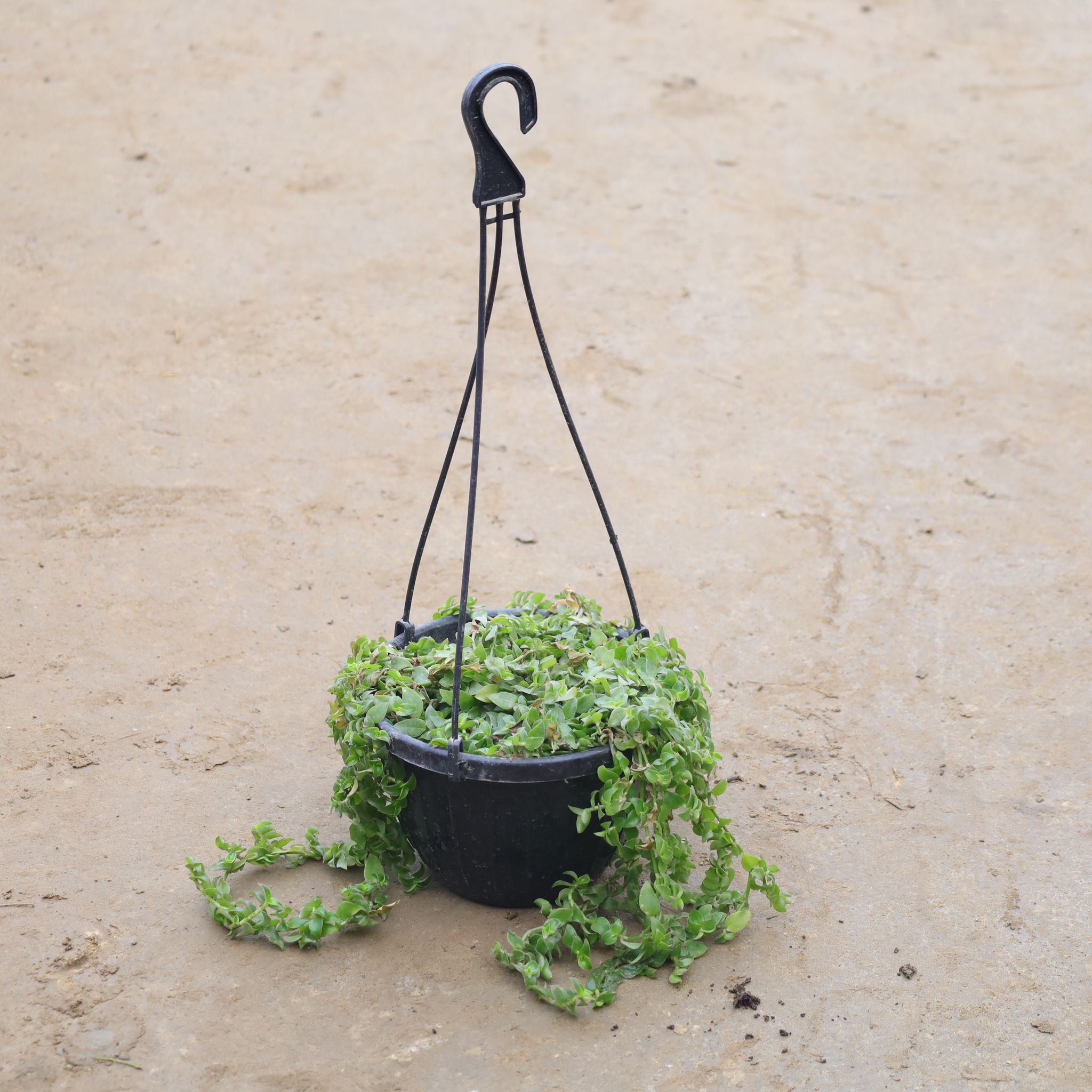Turtle Vine In 8 Inch Black Hanging Plastic Basket
