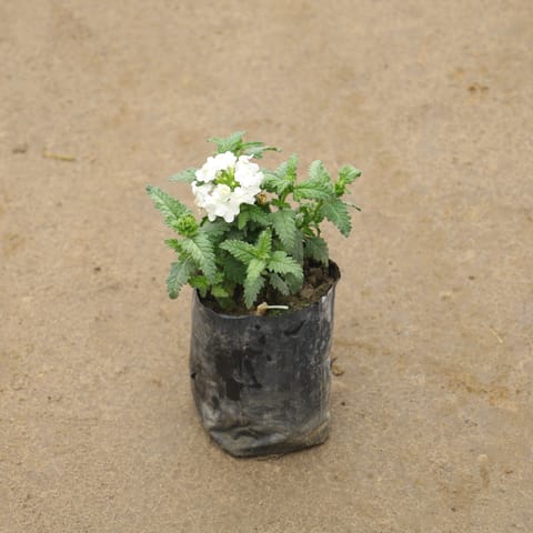 Verbena In 4 Inch Nursery Bag