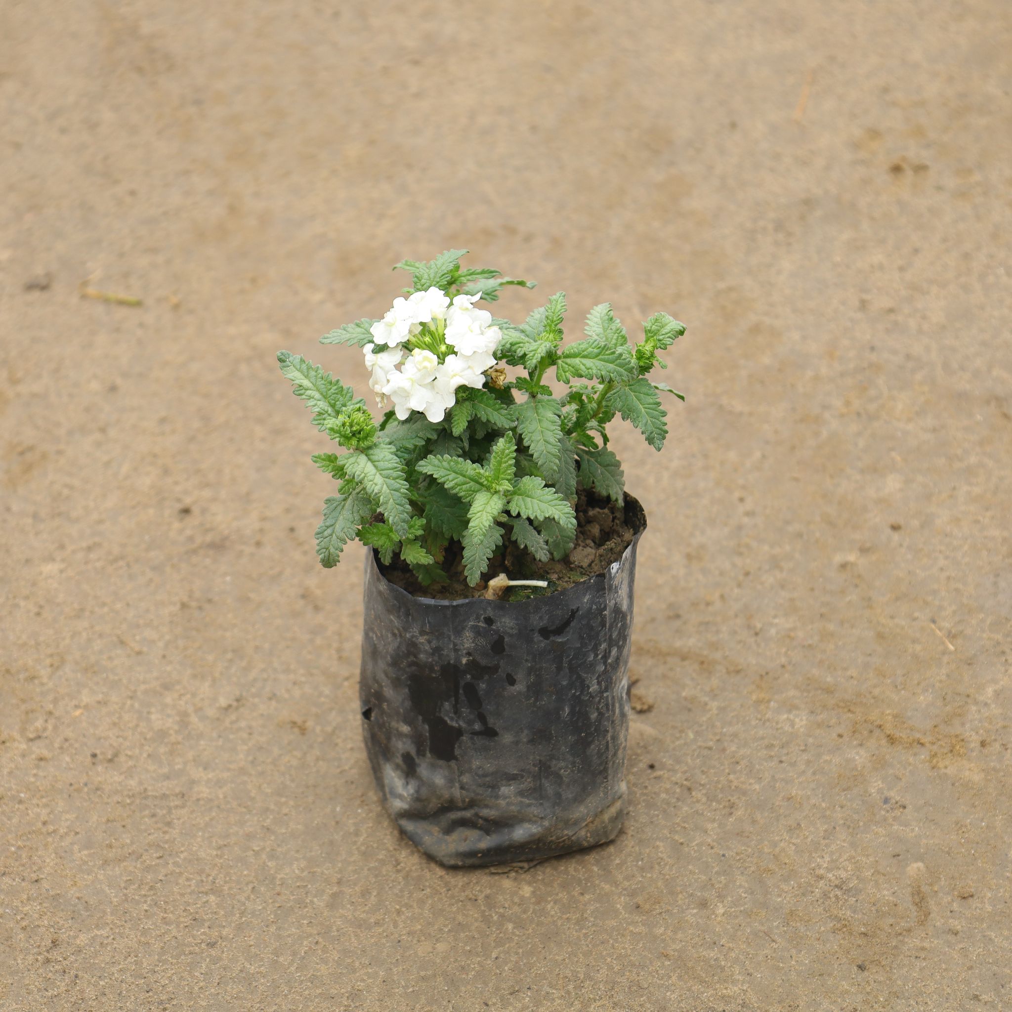 Verbena In 4 Inch Nursery Bag