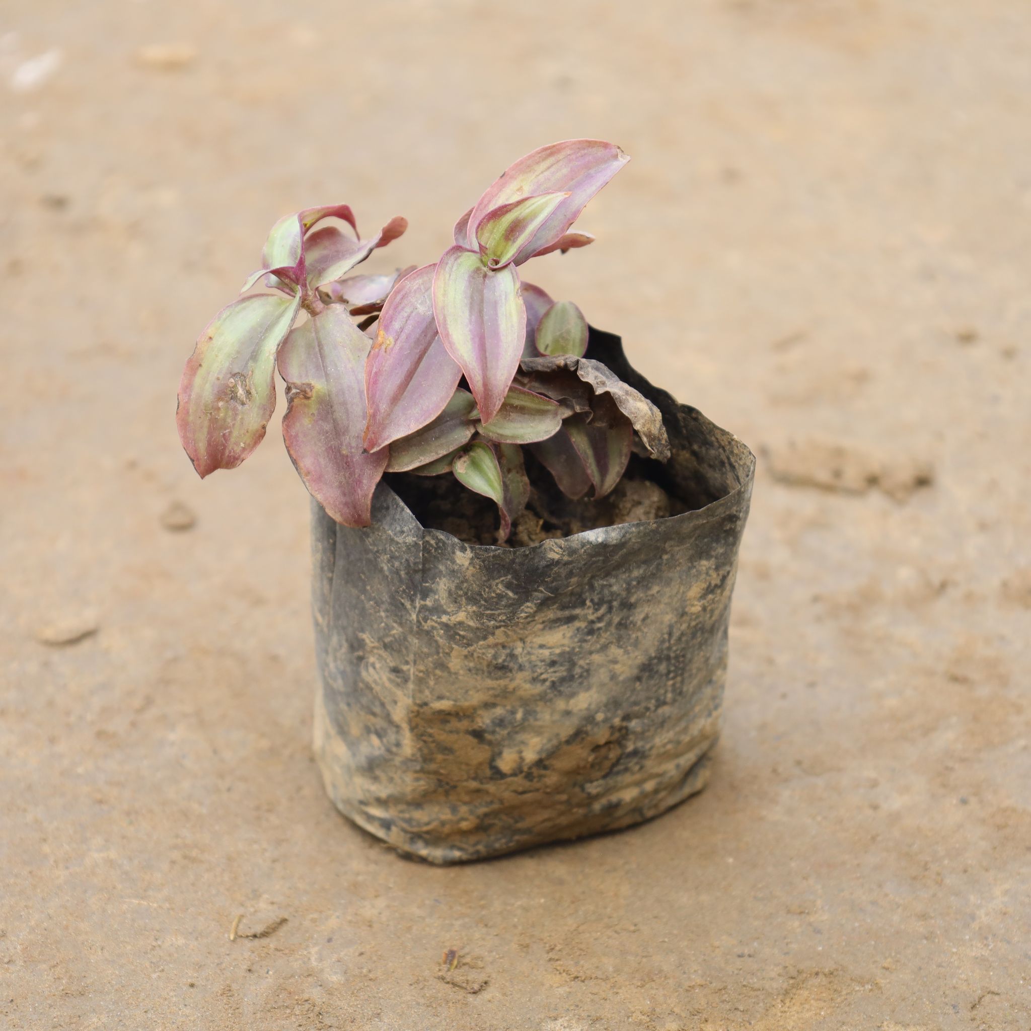 Wandering Jew In 4 Inch Nursery Bag