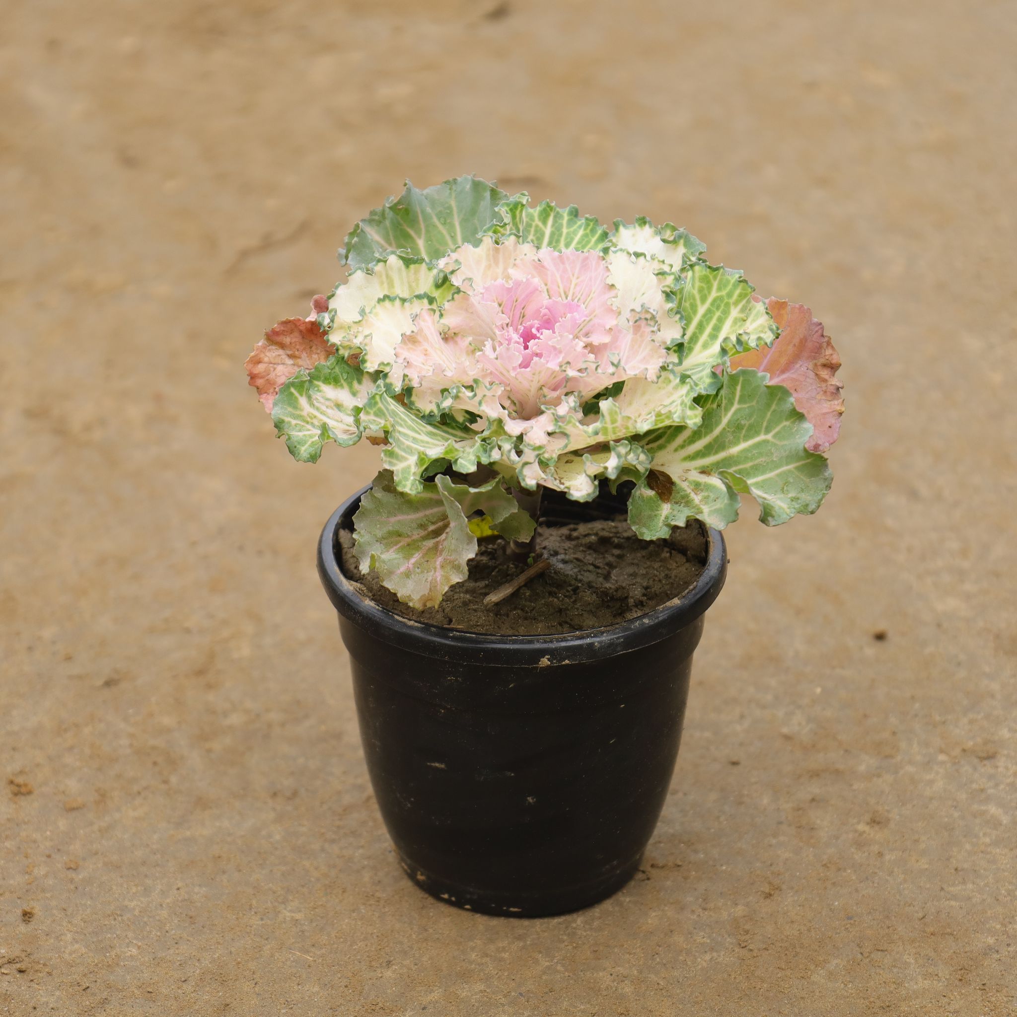 Kale In 4 Inch Nursery Pot