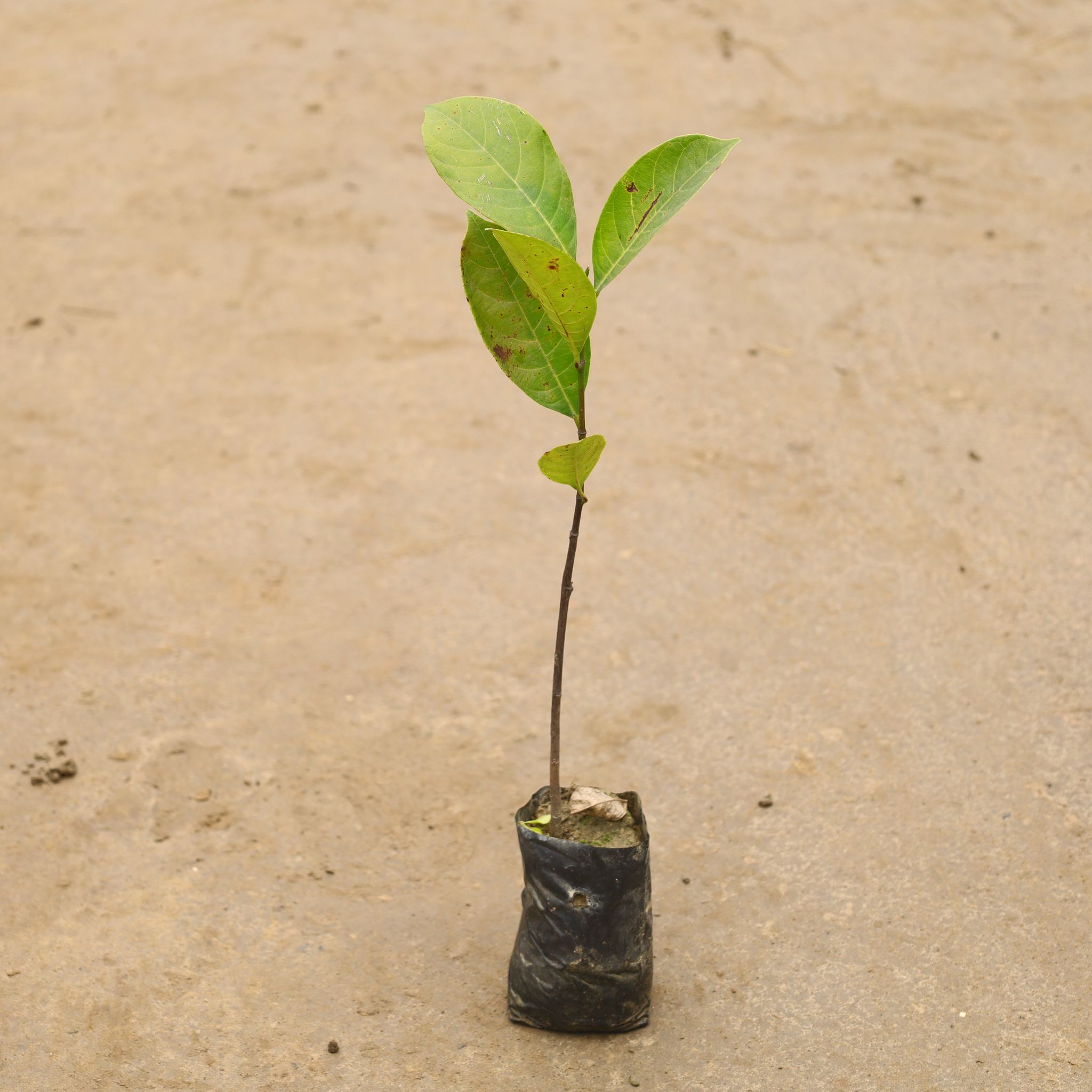 Kathal/ Jackfruit In 4 Inch Nursery Bag