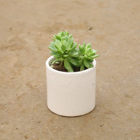 Laxmi Kamal In 4 Inch Classy White Cylindrical Ceramic Pot
