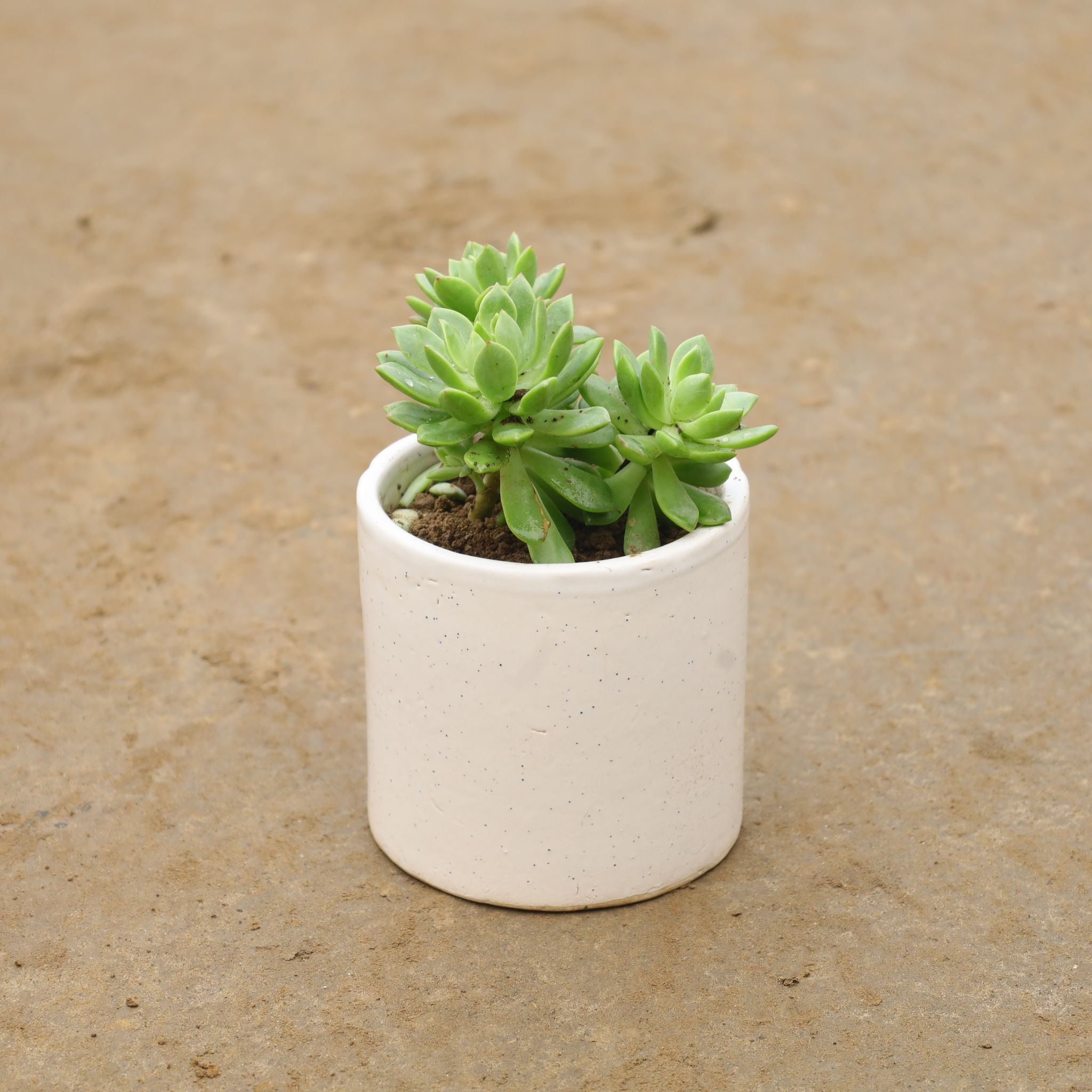 Laxmi Kamal In 4 Inch Classy White Cylindrical Ceramic Pot