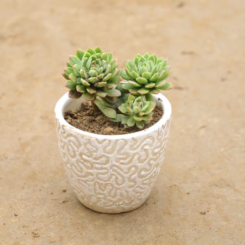 Laxmi Kamal In 4 Inch Cup Designer Ceramic Pot (Any Colour & Design)