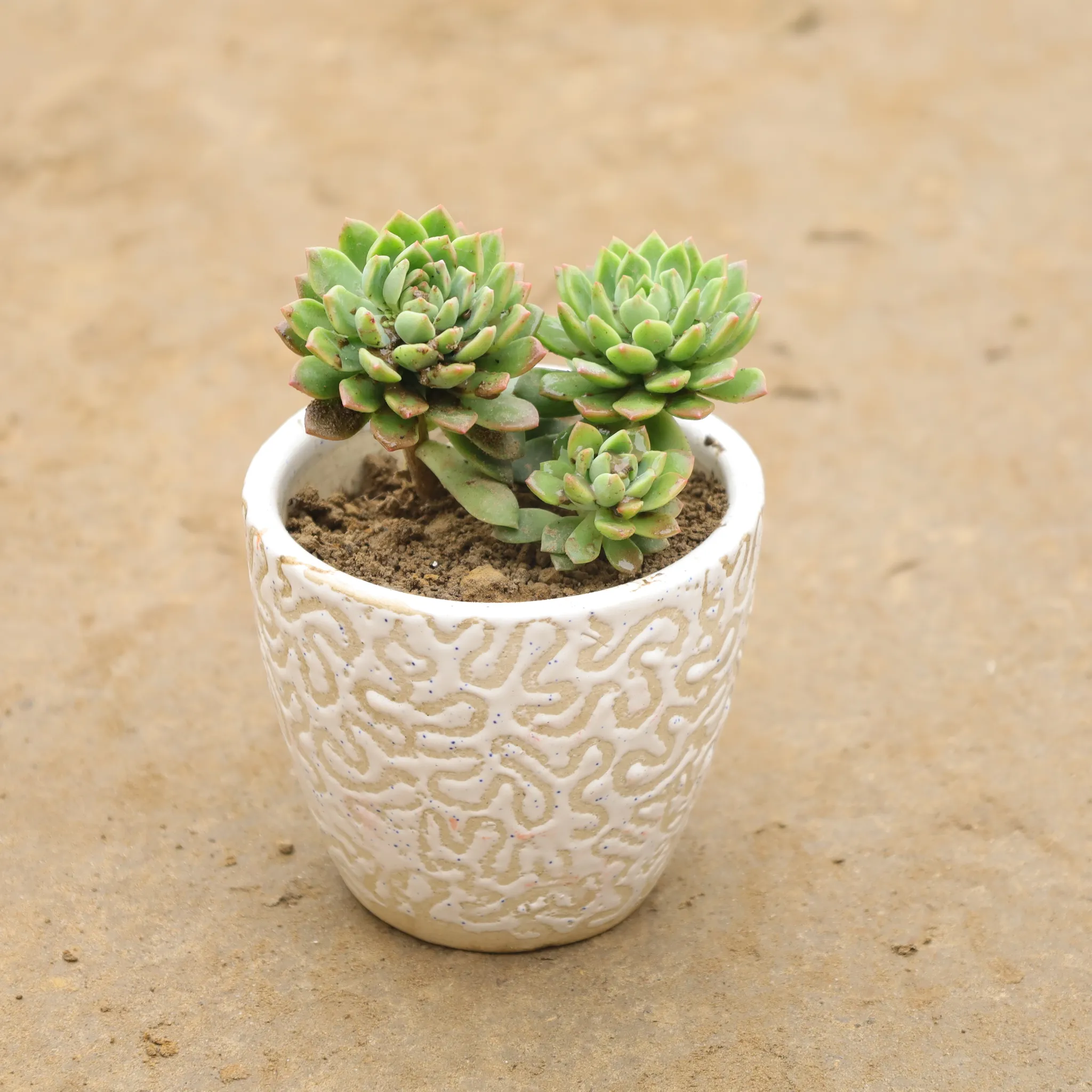 Laxmi Kamal In 4 Inch Cup Designer Ceramic Pot (Any Colour & Design)