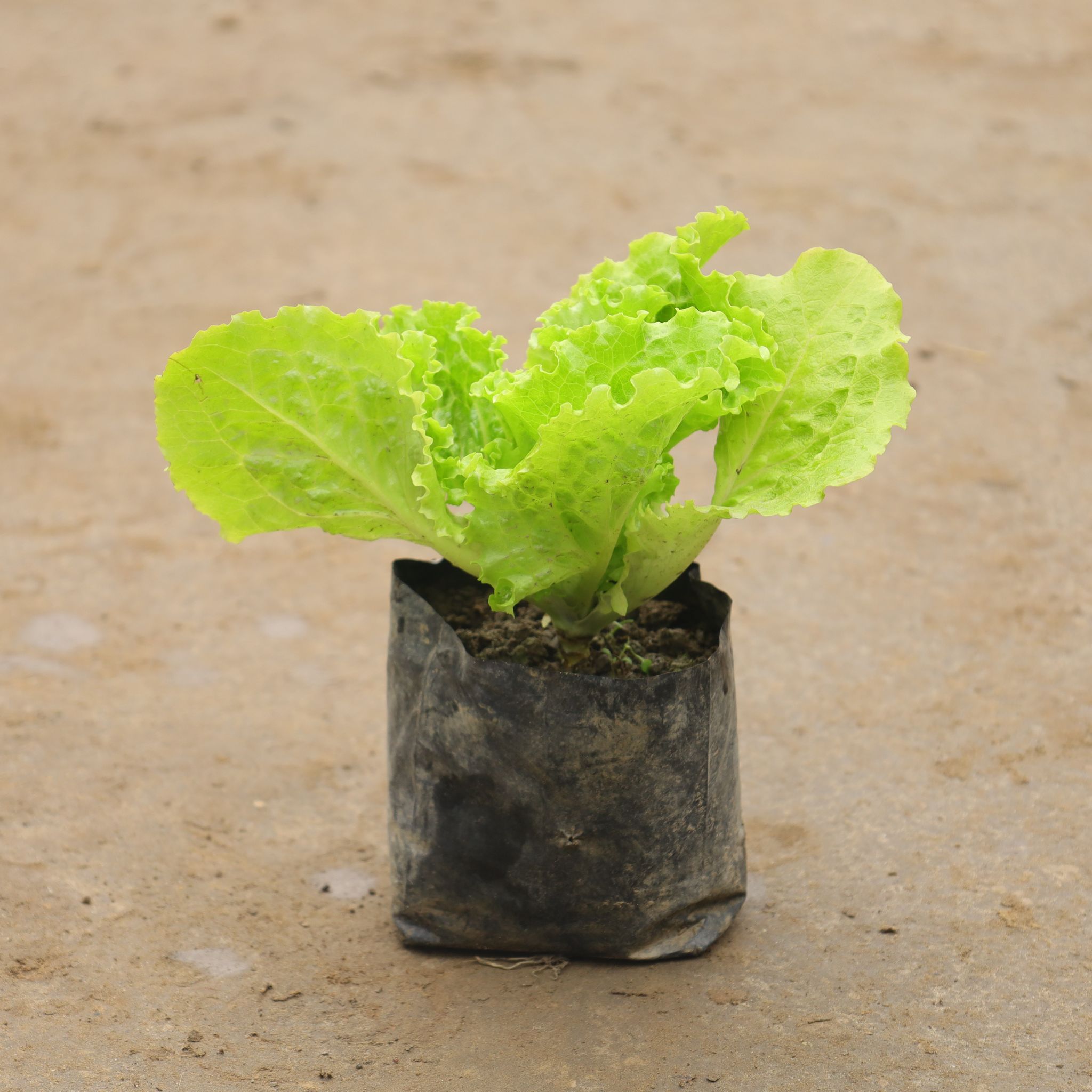 Lettuce Green In 4 Inch Nursery Bag