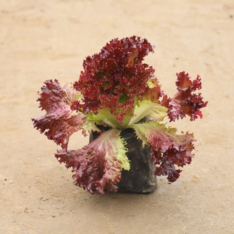 Lettuce Red In 4 Inch Nursery Bag