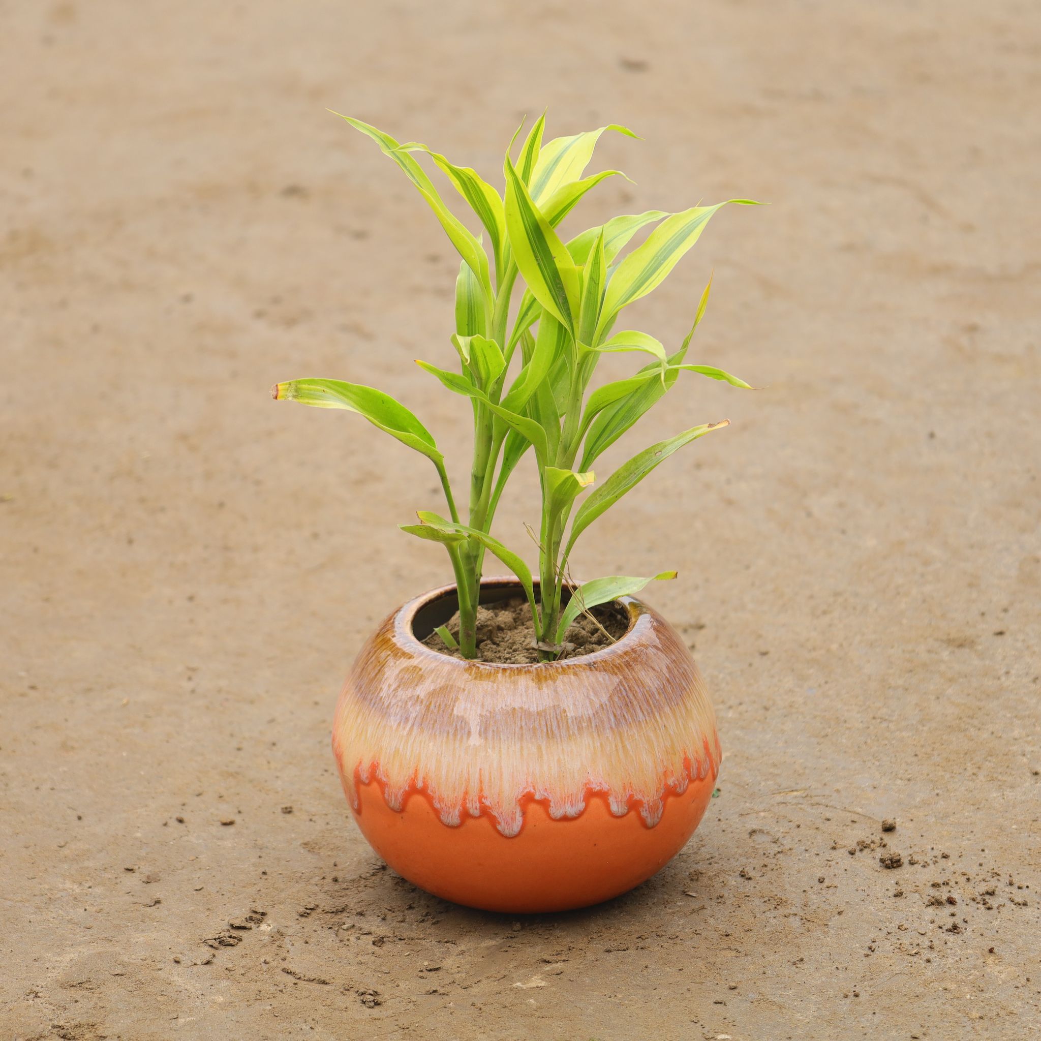 Lucky Bamboo In 6 Inch Bowl Designer Ceramic Pot (Any Colour)