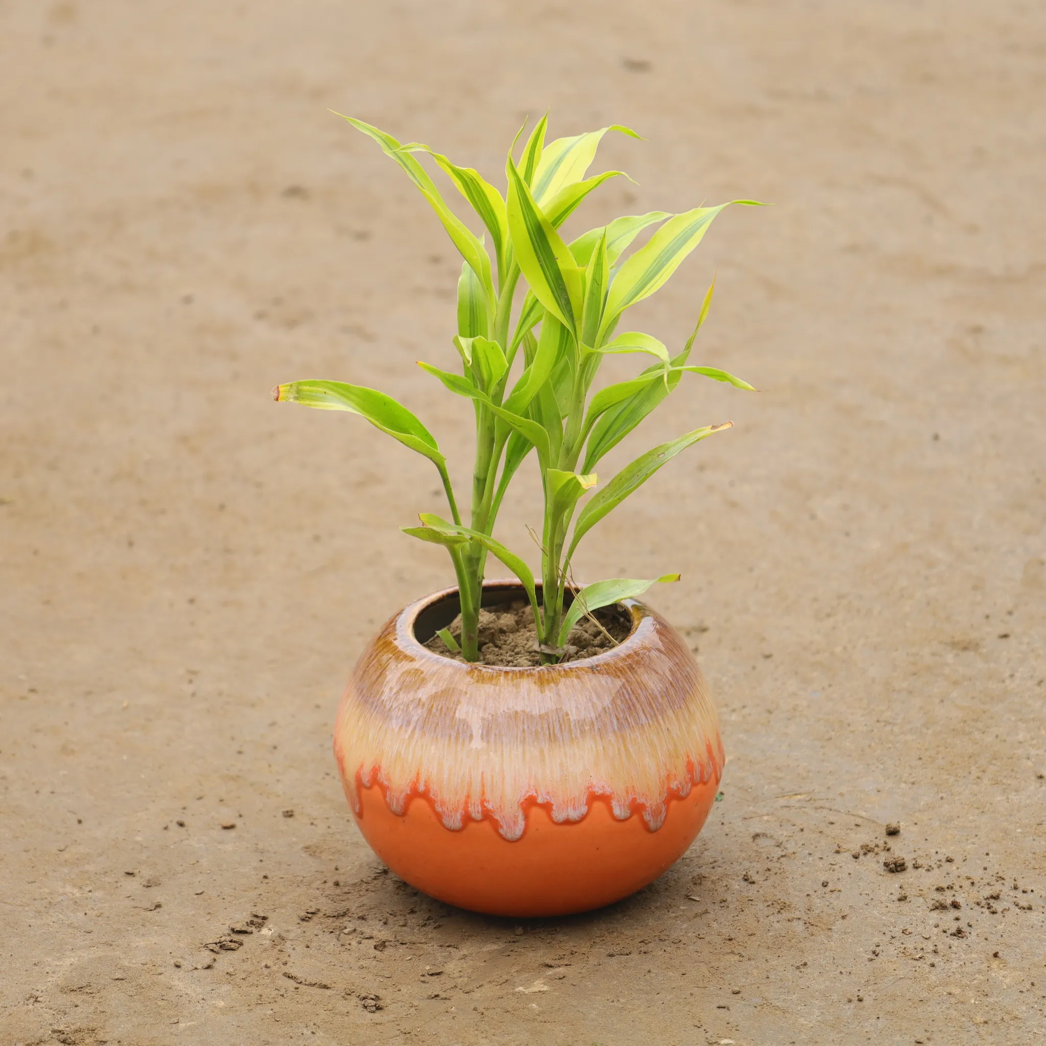 Lucky Bamboo In 6 Inch Bowl Designer Ceramic Pot (Any Colour)