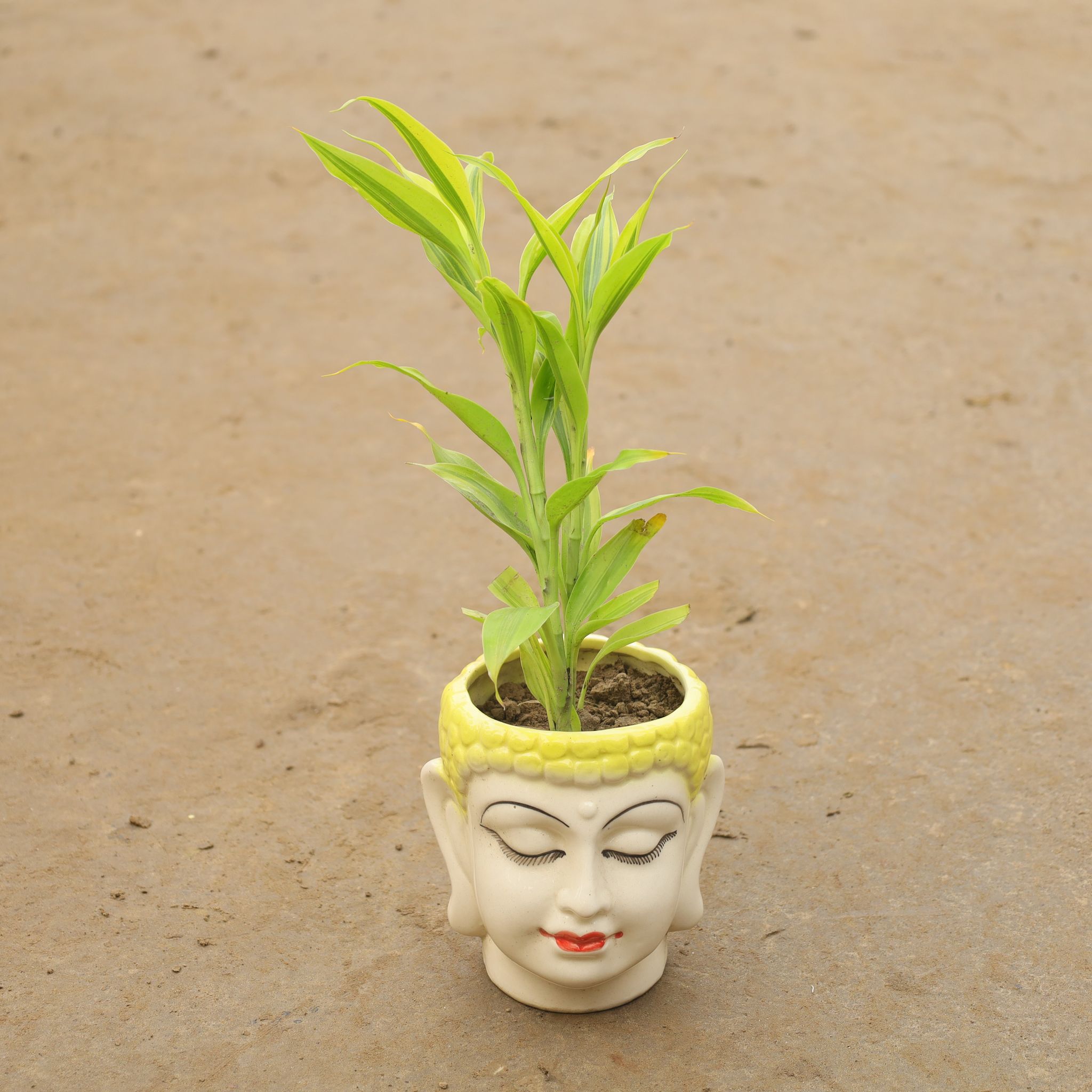 Lucky Bamboo In 6 Inch Buddha Designer Ceramic Pot (Any Colour)