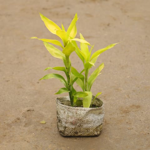 Lucky Bamboo In 4 Inch Nursery Bag