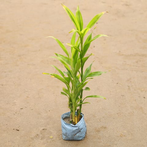 Lucky Bamboo In 4 Inch Nursery Bag