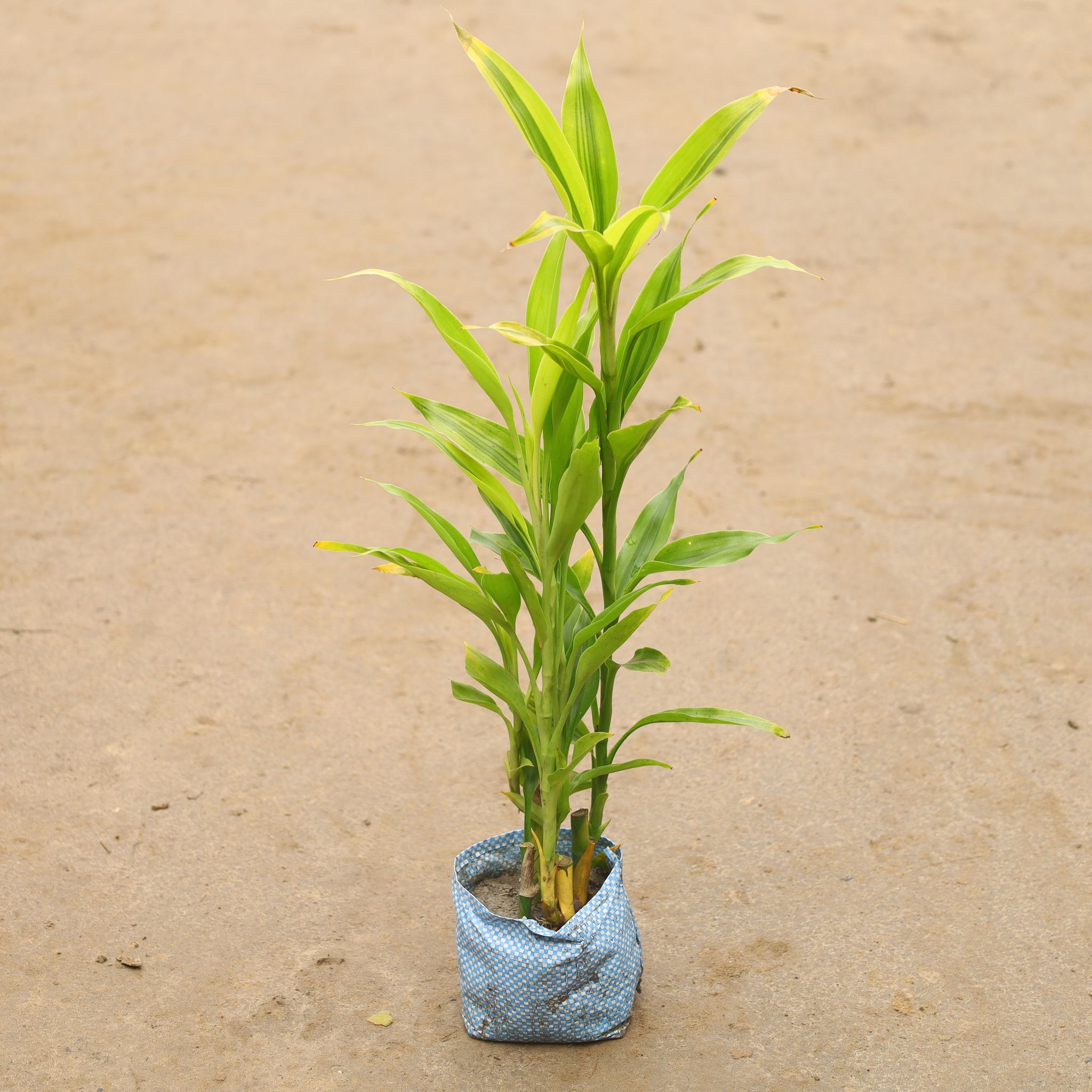 Lucky Bamboo In 4 Inch Nursery Bag