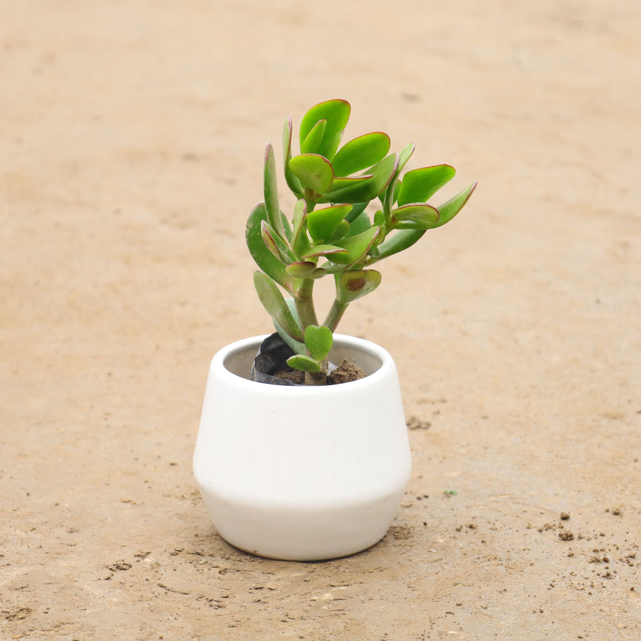 Crassula Ovata In 6 Inch Designer Classy Ceramic Table Pot(Any Design)
