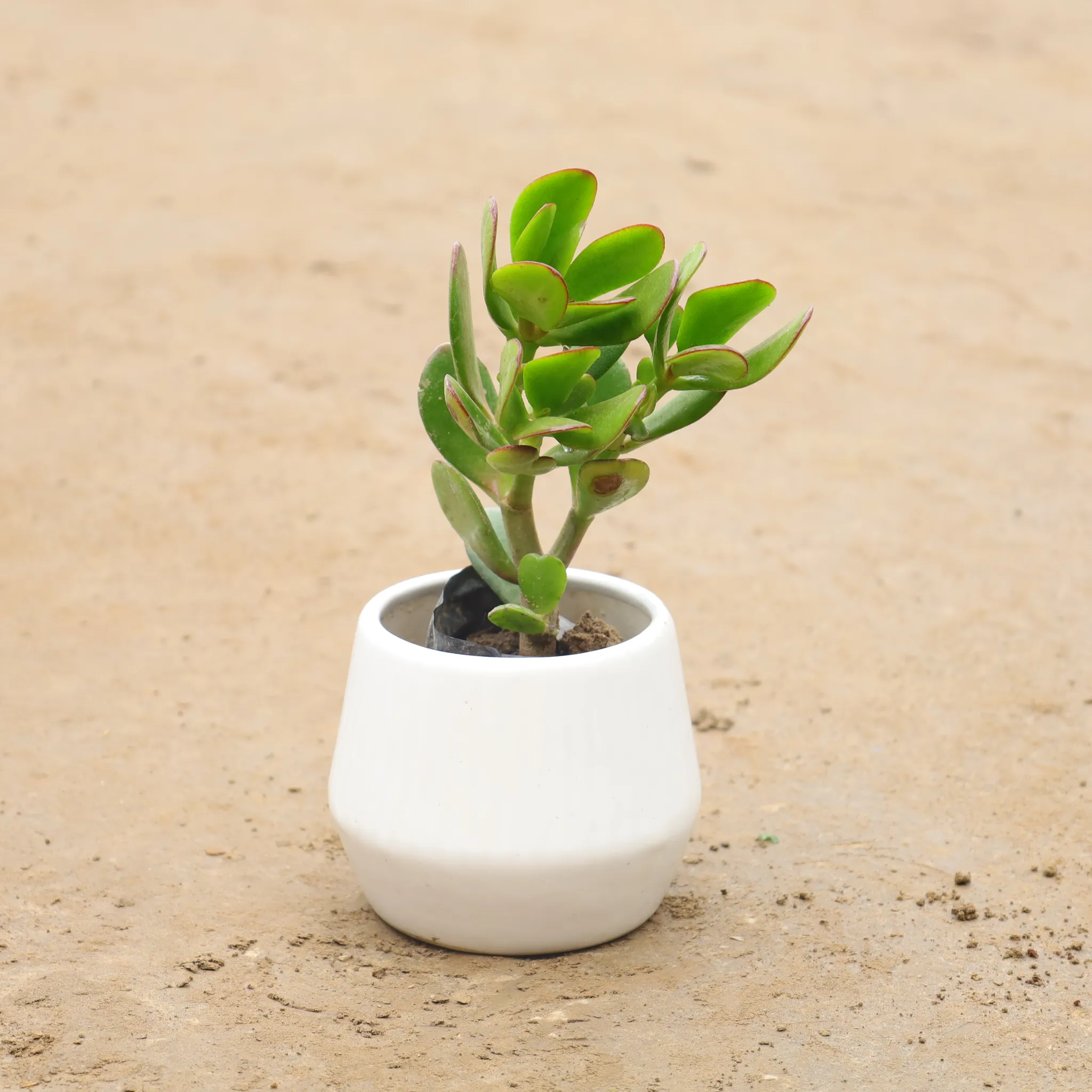 Crassula Ovata In 6 Inch Designer Classy Ceramic Table Pot(Any Design)