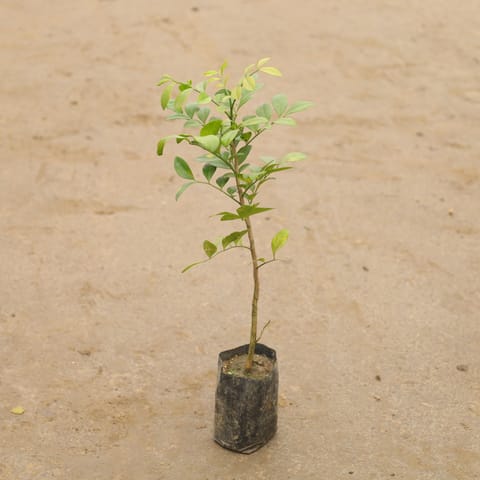 Madhu Kamini In 4 Inch Nursery Bag
