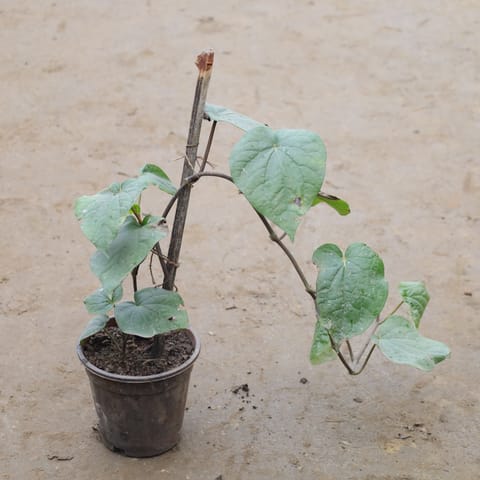 Paan / Betal Leaf In 6 Inch Nursery Pot