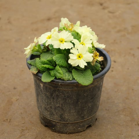 Prime / Primula Rosea (Any Colour) In 6 Inch Nursery Pot