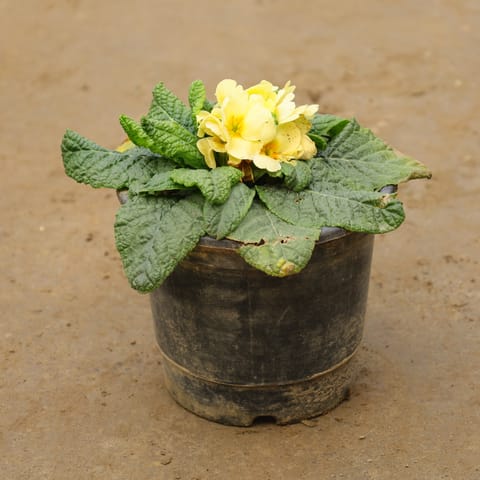 Prime / Primula Rosea (Any Colour) In 6 Inch Nursery Pot