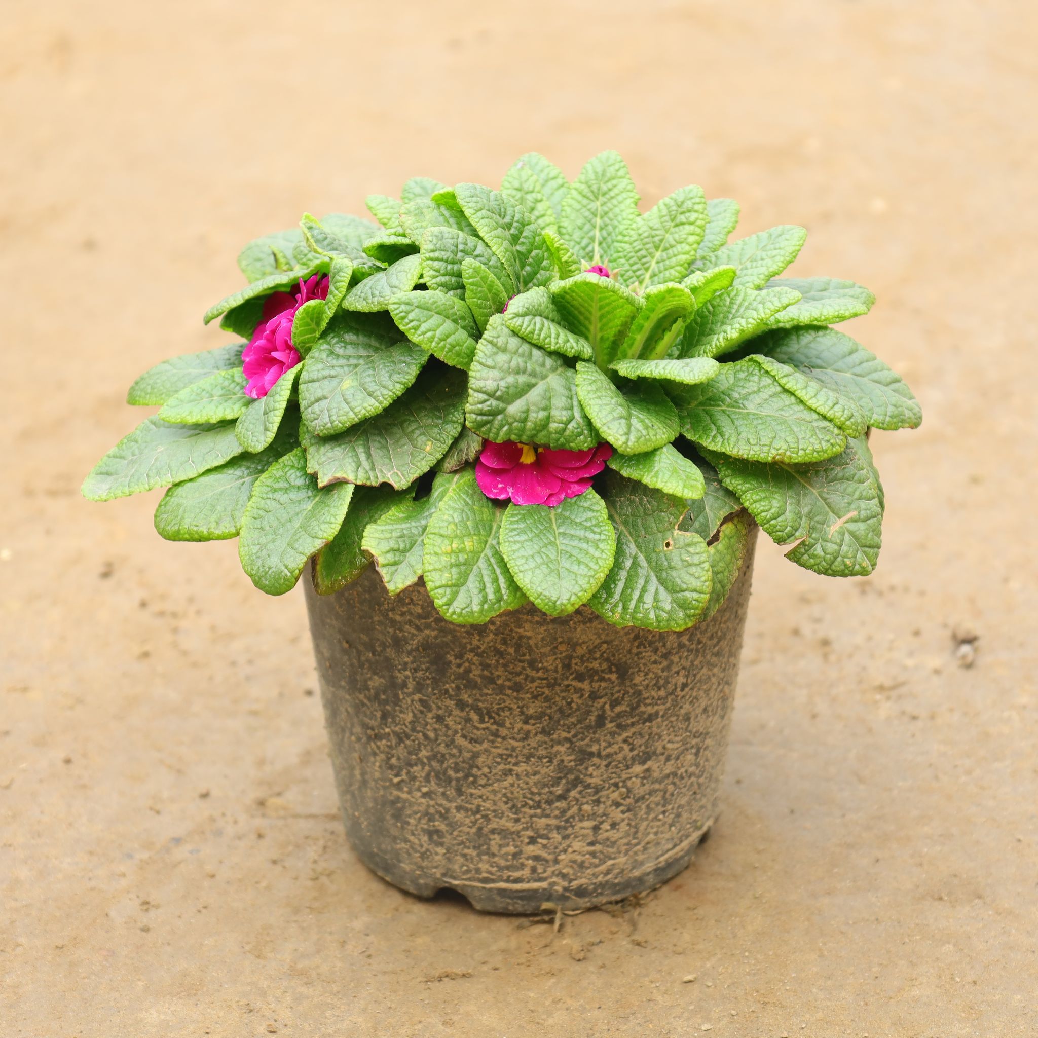 Prime / Primula Rosea (Any Colour) In 6 Inch Nursery Pot