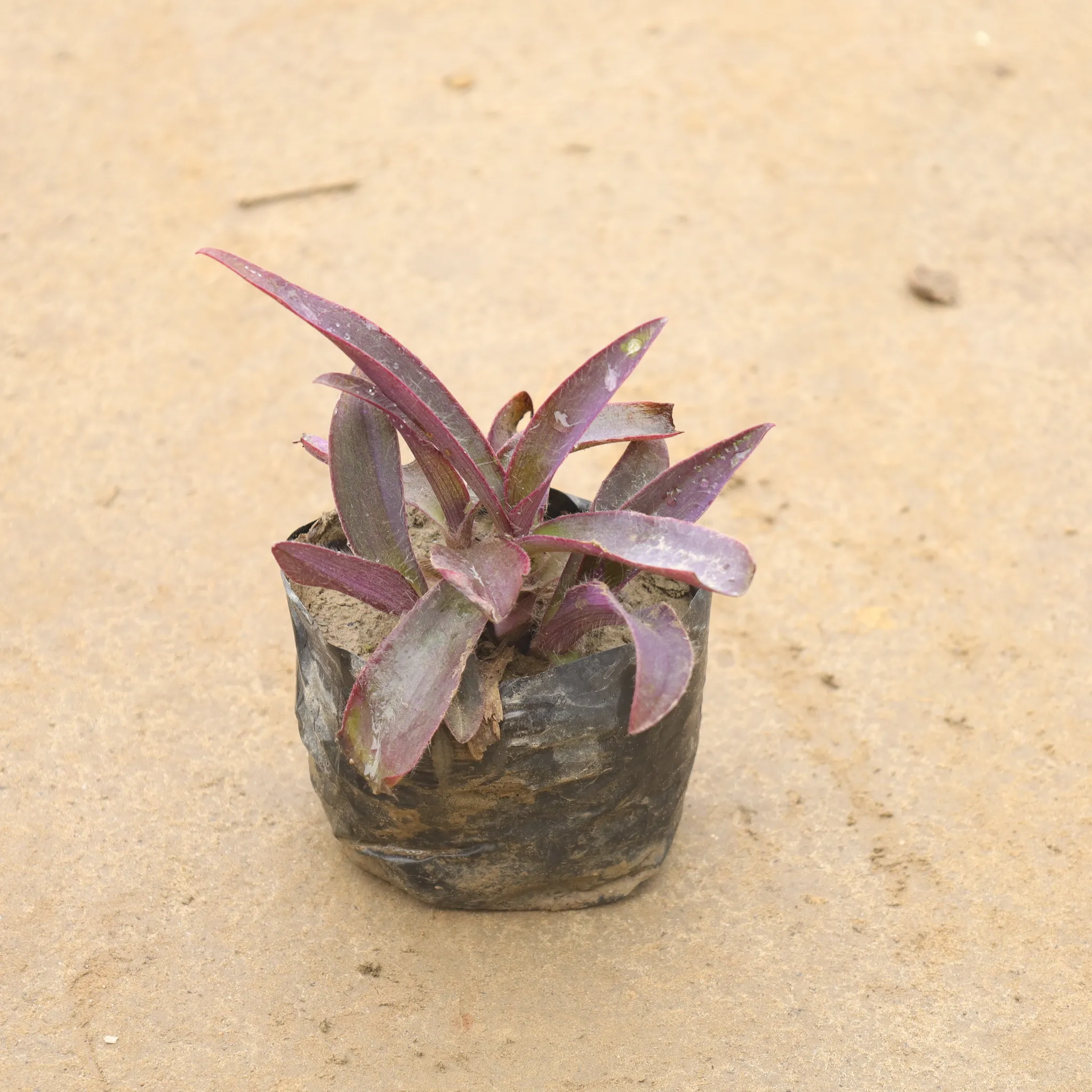 Purple Heart In 4 Inch Nursery Bag