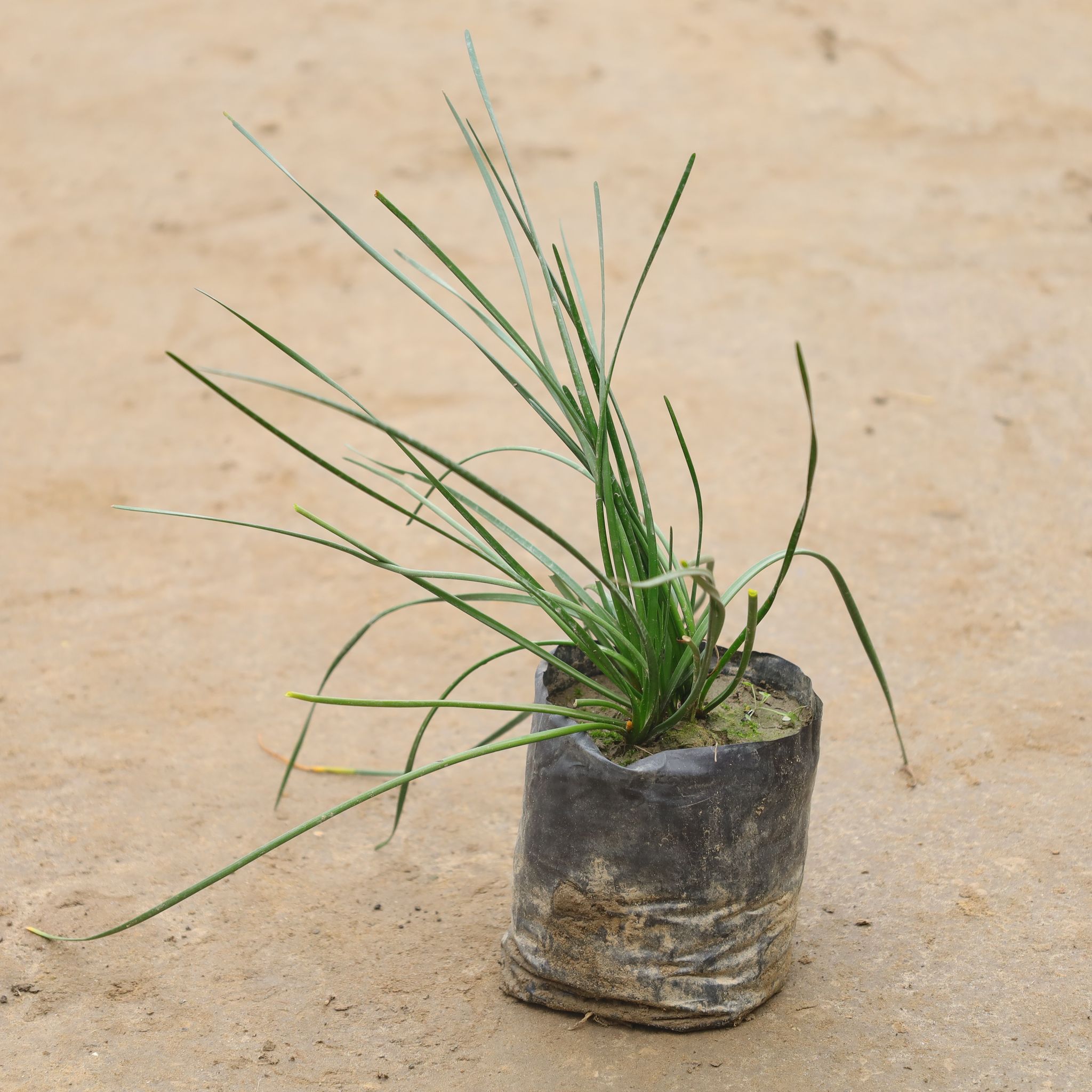 Rain Lily In 4 Inch Nursery Bag