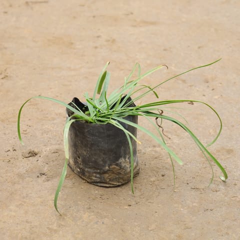 Rain Lily In 4 Inch Nursery Bag