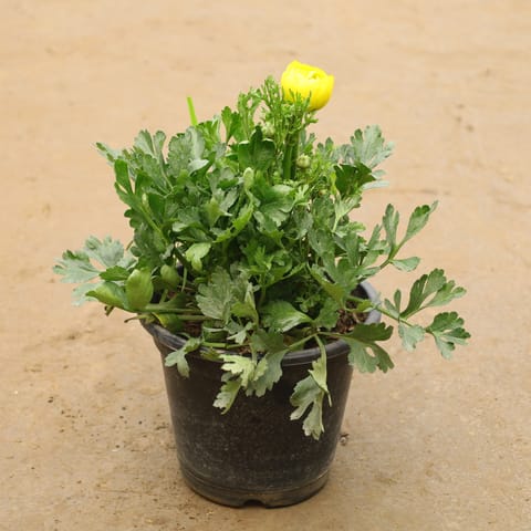 Ranunculus In 6 Inch Nursery Pot