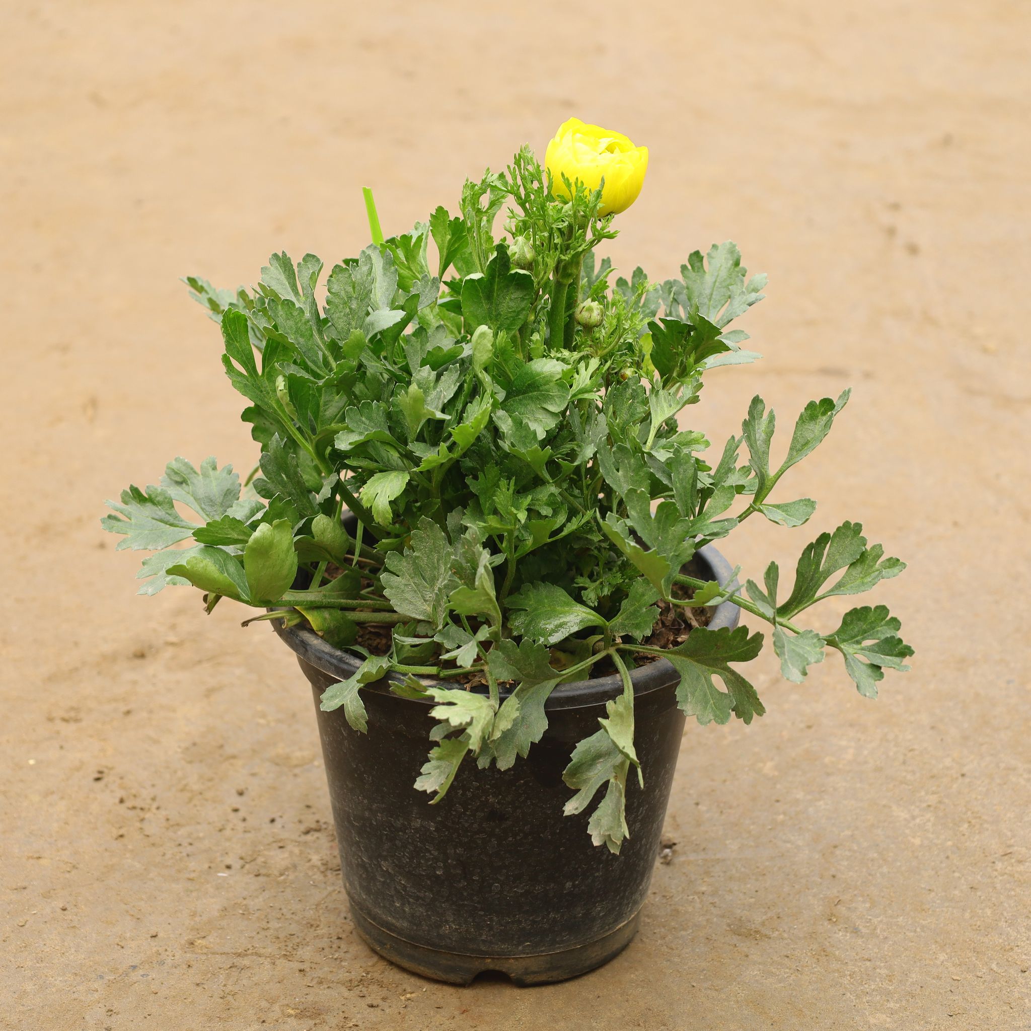 Ranunculus In 6 Inch Nursery Pot