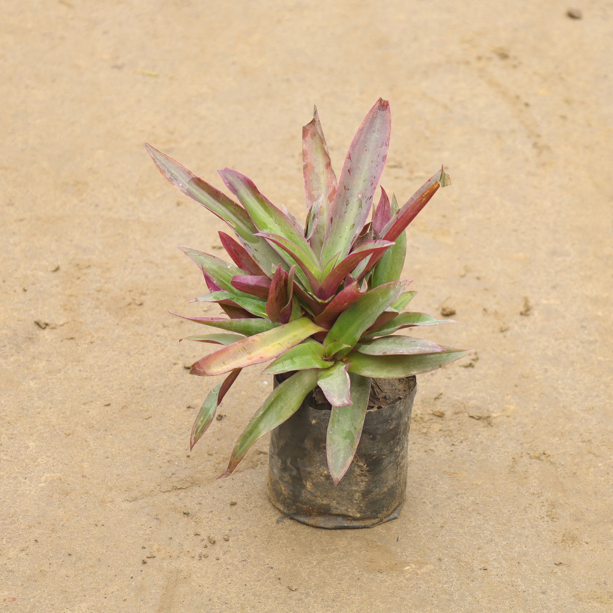 Rhoeo / Durangi In 4 Inch Nursery Bag