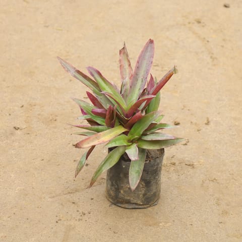 Rhoeo / Durangi In 4 Inch Nursery Bag