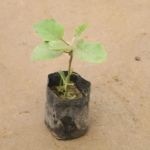 Brinjal In 4 Inch Nursery Bag