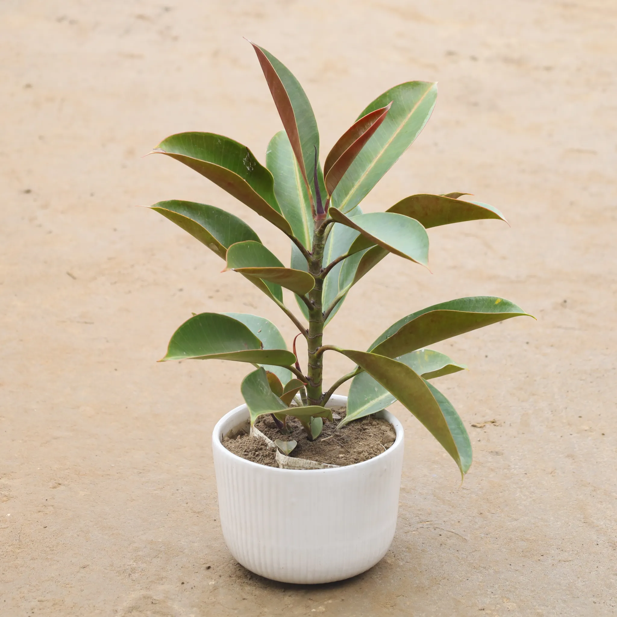 Rubber Plant In 8 Inch Classy White Ceramic Table Pot