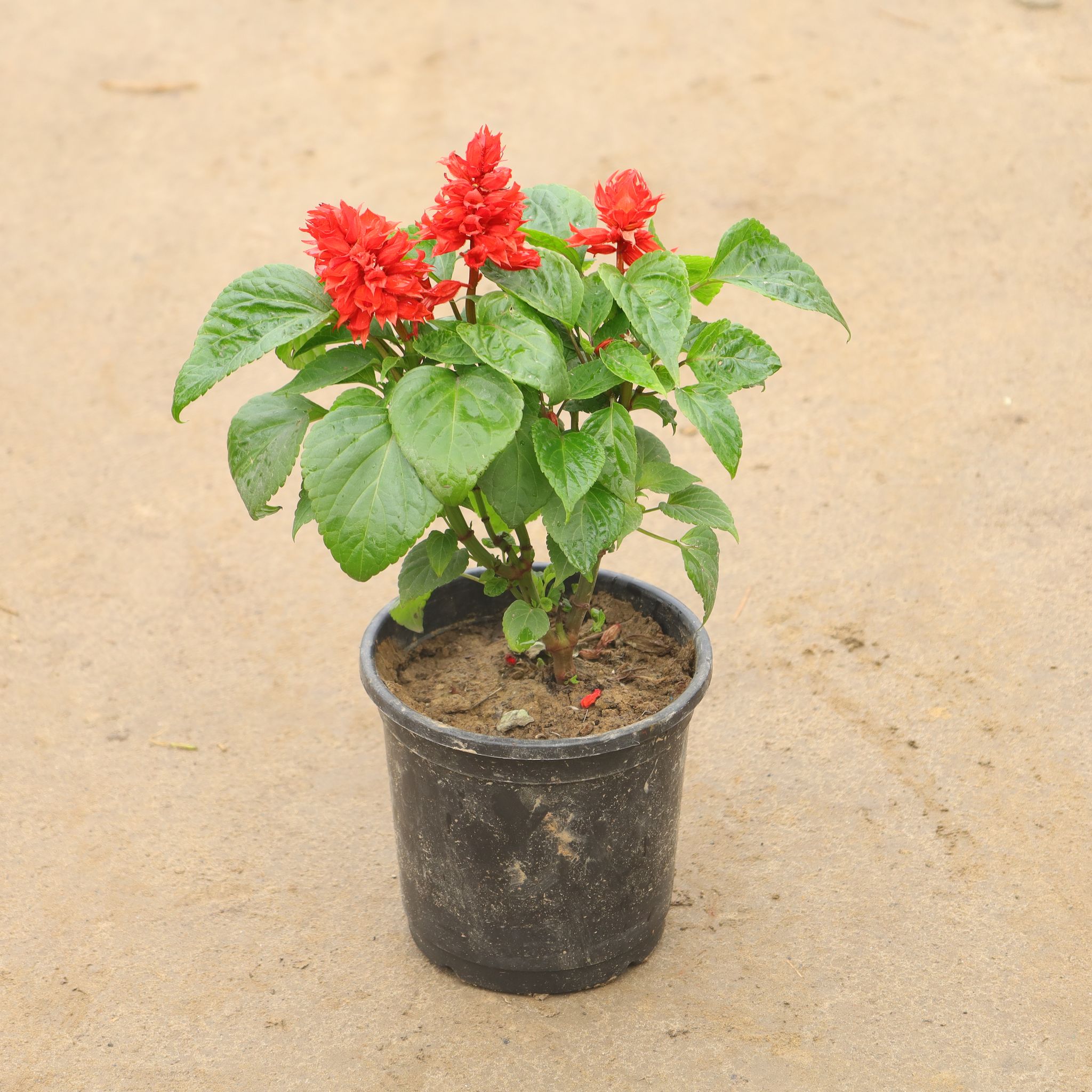 Salvia (Any Colour) In 6 Inch Nursery Pot