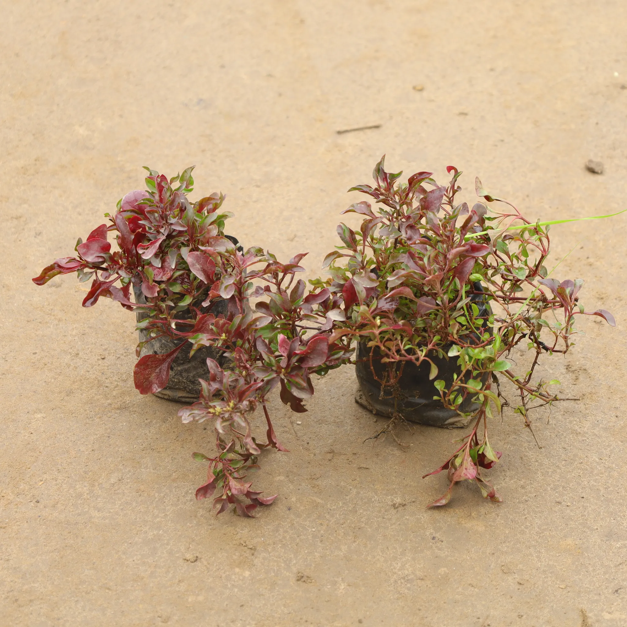 Set Of 2 - Alternenthera Red In 4 Inch Nursery Bag