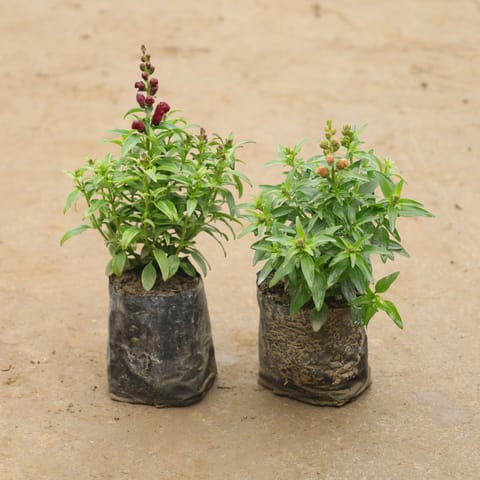 Set Of 2 - Antirrhinum Majus (Snapdragon) / Dog Flower In 4 Inch Nursery Bag