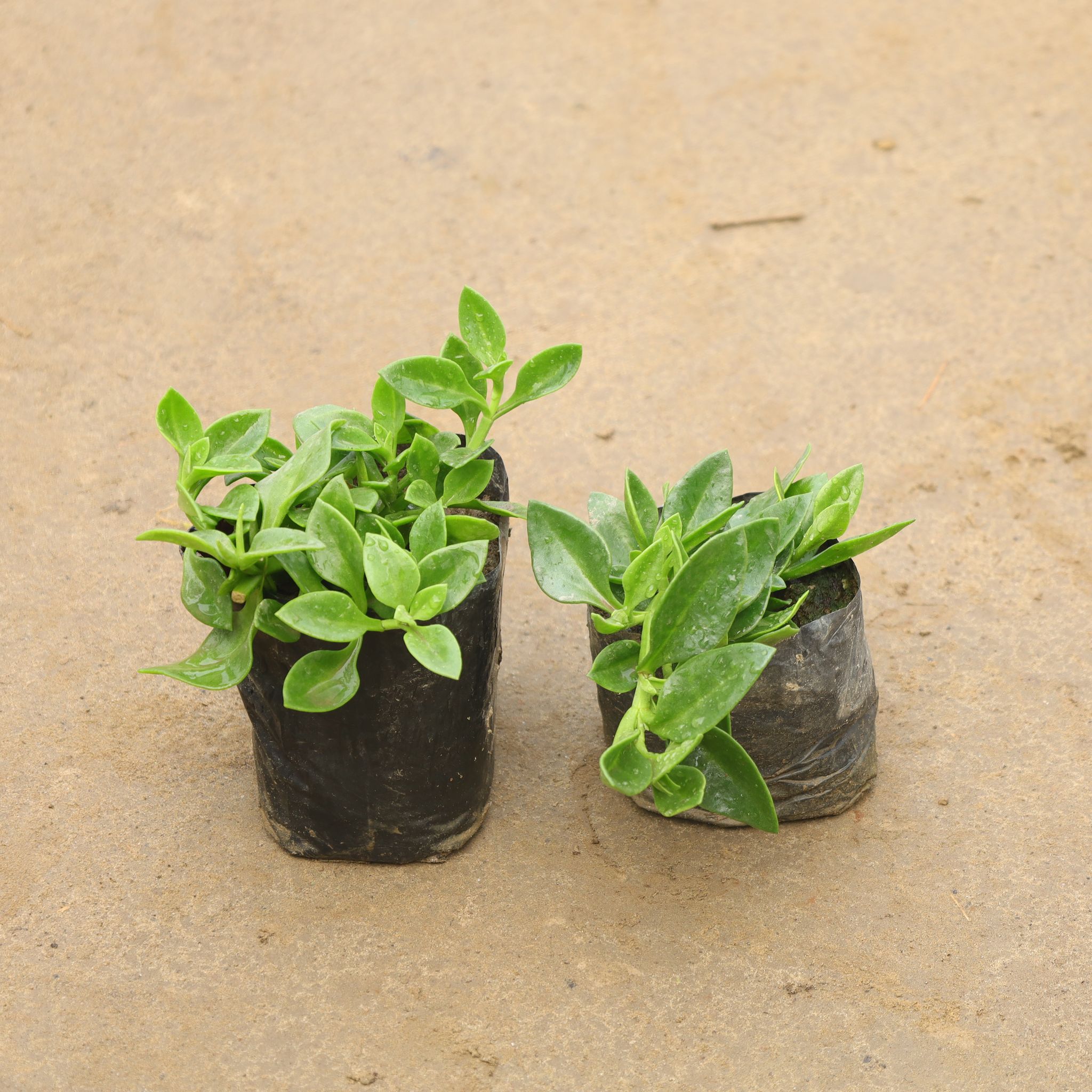 Set Of 2 - Baby Sunrose In 4 Inch Nursery Bag