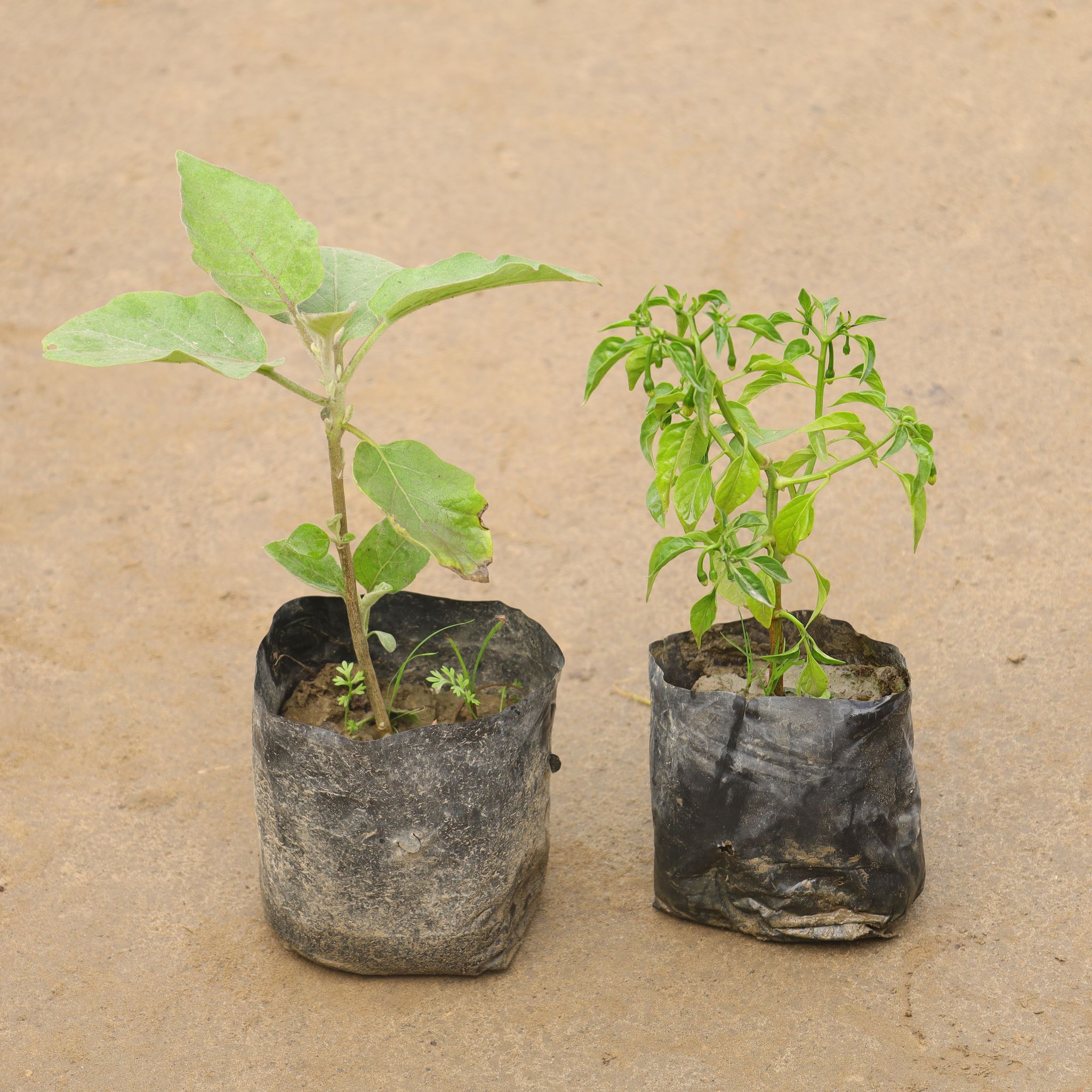 Set Of 2 - Brinjal & Green Chilli In 4 Inch Nursery Bag