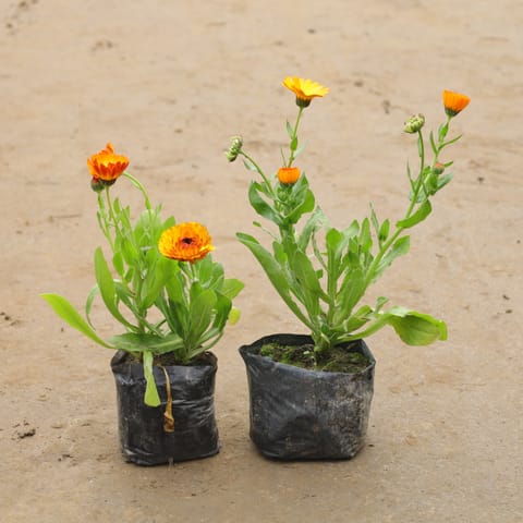 Set Of 2 - Calendula In 4 Inch Nursery Bag