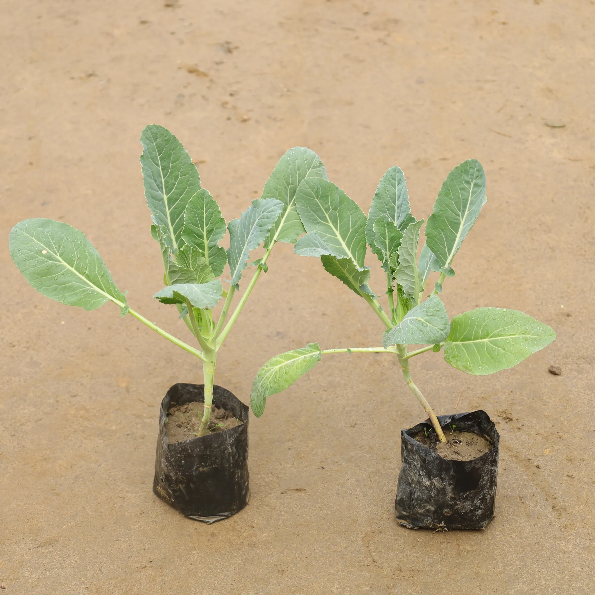 Set Of 2 - Cauliflower / Gobhi In 4 Inch Nursery Bag