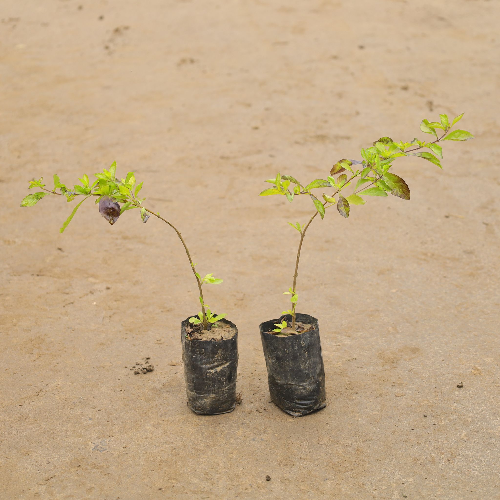 Set Of 2 - Golden Duranta In 4 Inch Nursery Bag