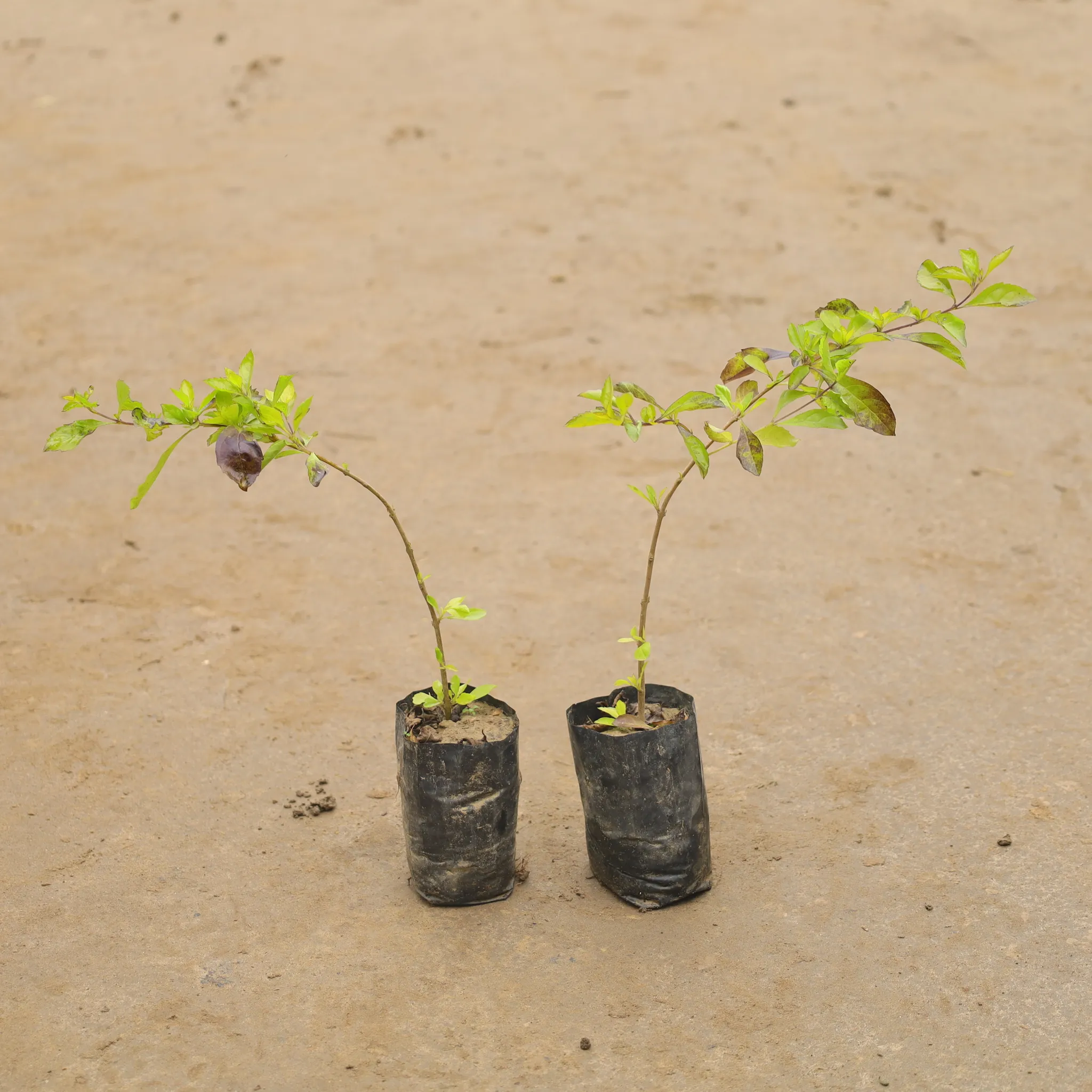 Set Of 2 - Golden Duranta In 4 Inch Nursery Bag